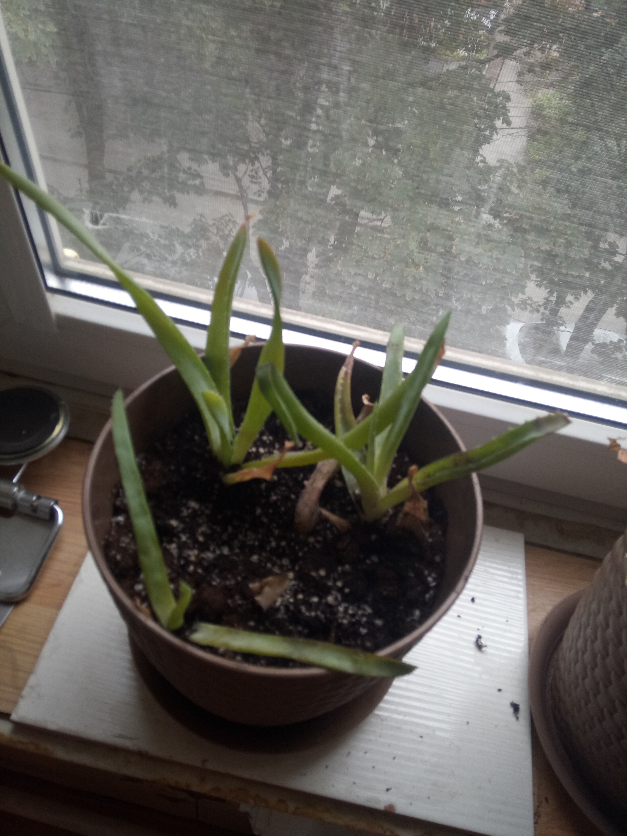 Aloe transplant - My, Aloe, Landing, Houseplants, Longpost