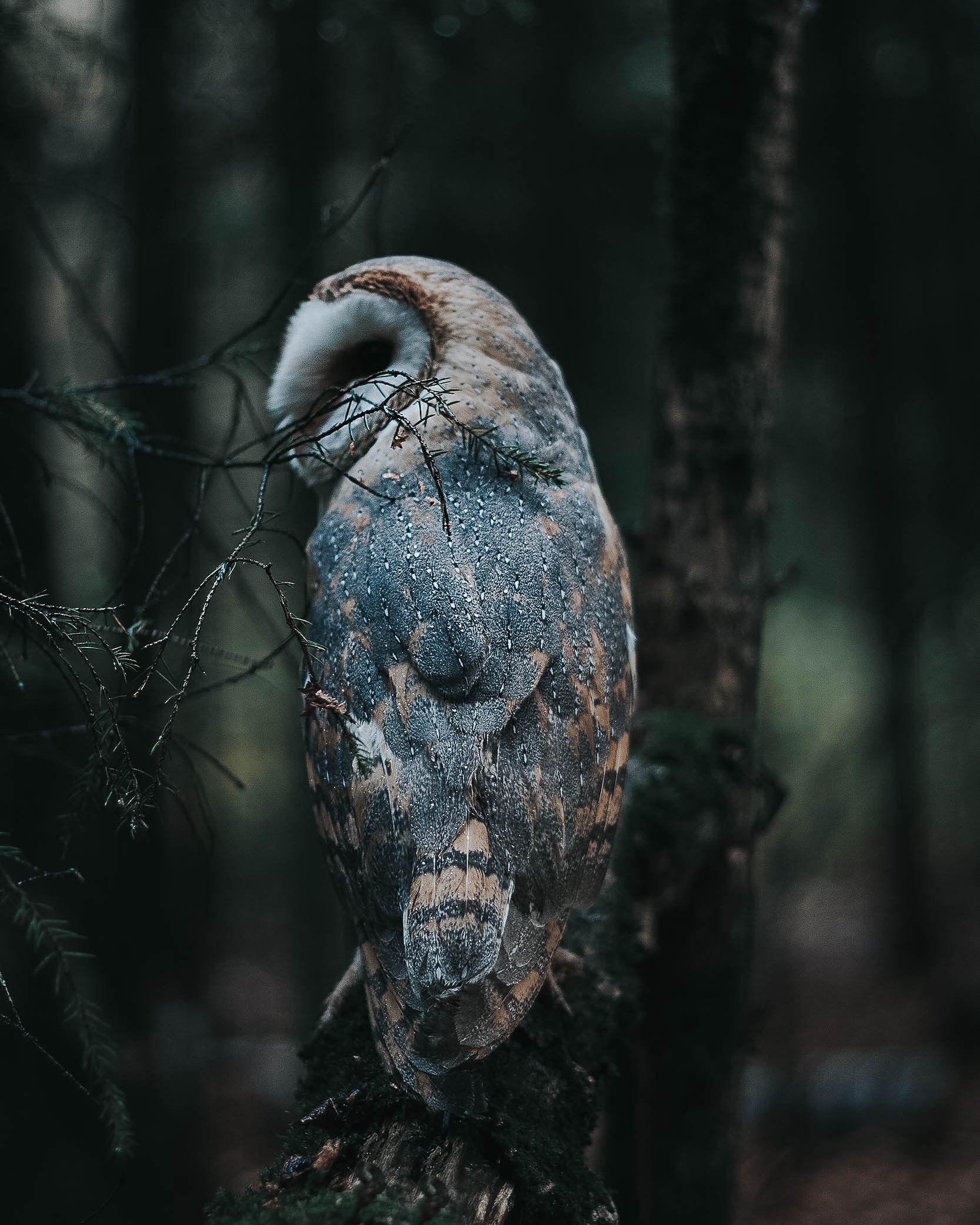 We welcome autumn. - My, House owls, Birds, The photo, Longpost, Owl, Animals