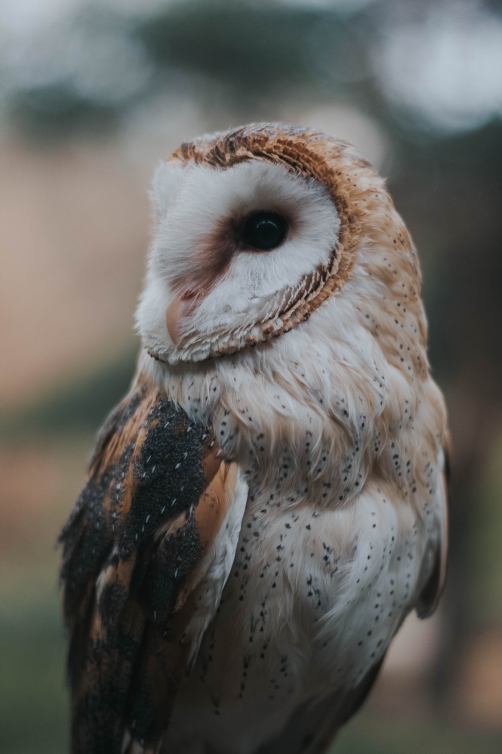 We welcome autumn. - My, House owls, Birds, The photo, Longpost, Owl, Animals