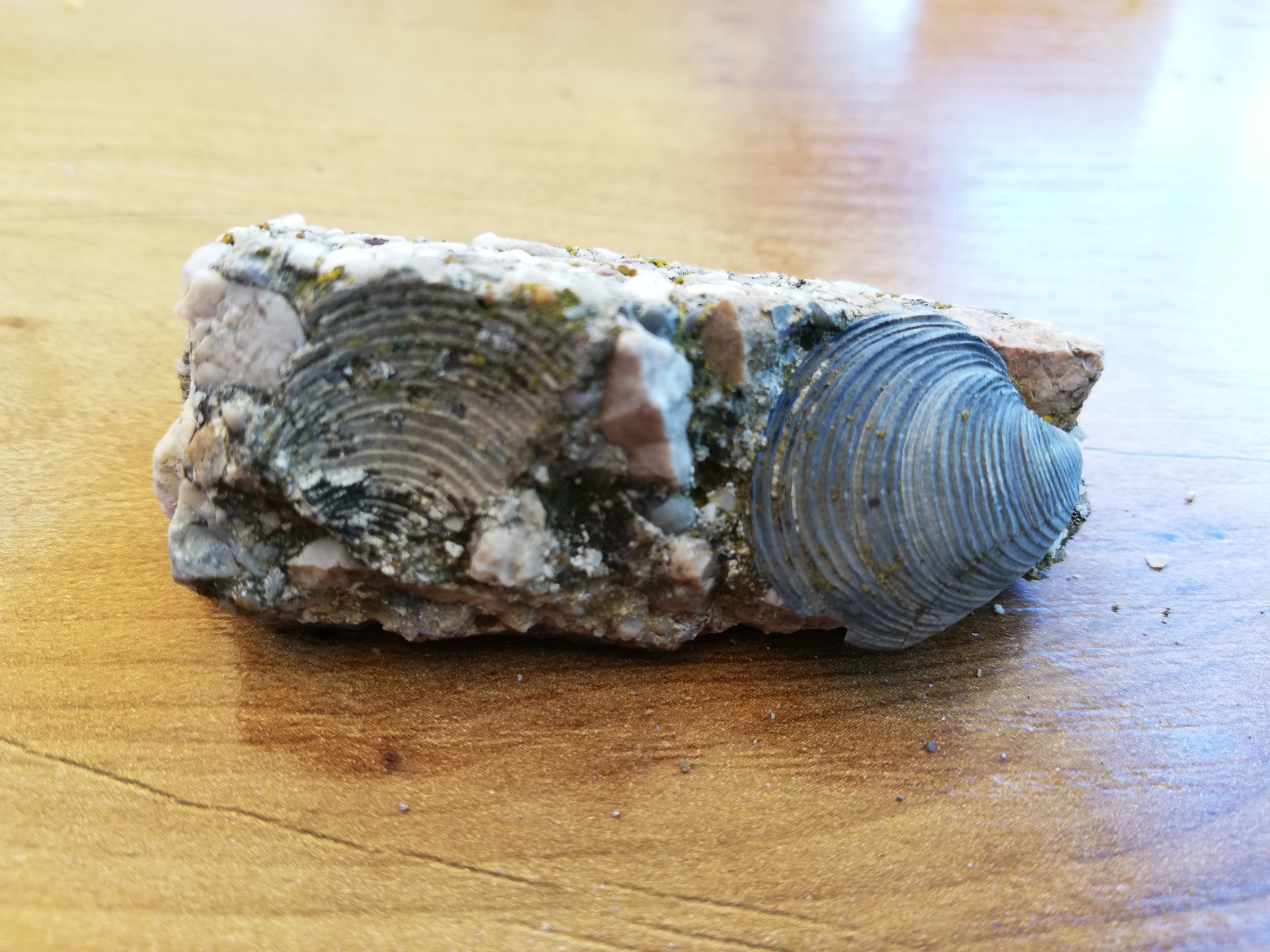 Fossilized oyster and shell? - My, Find, Paleontology, Past, Interesting, Fossil, Longpost