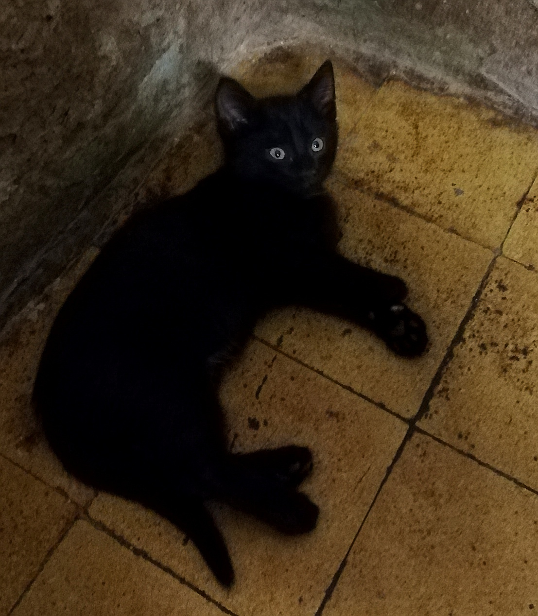 Blackies are looking for a home. - Moscow, cat, Catomafia, Kittens, No rating, Help, In good hands, Good league, Longpost, Helping animals