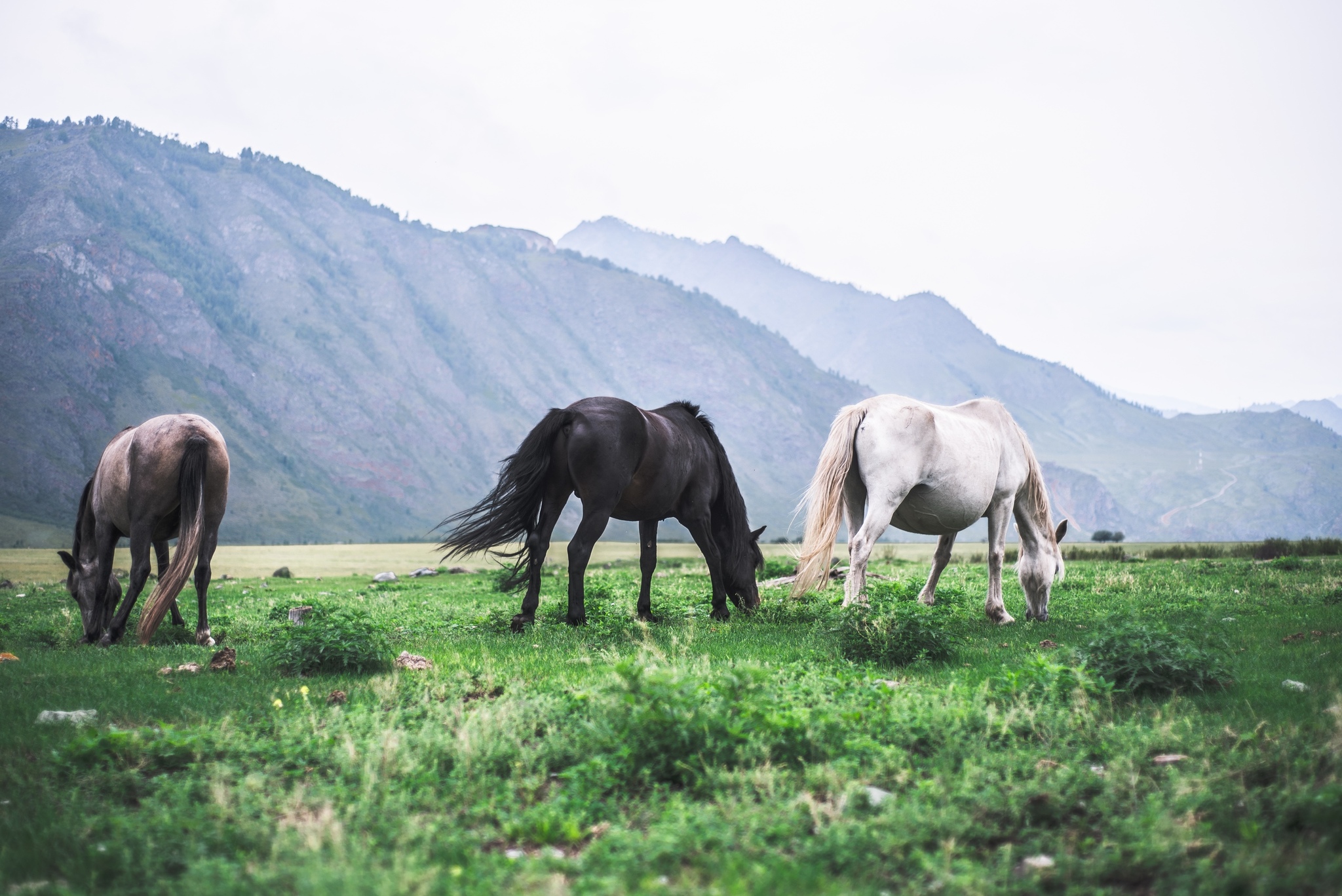 Horses of Altai - My, Horses, Altai, The photo, Nature, beauty, The mountains, Longpost, Altai Republic