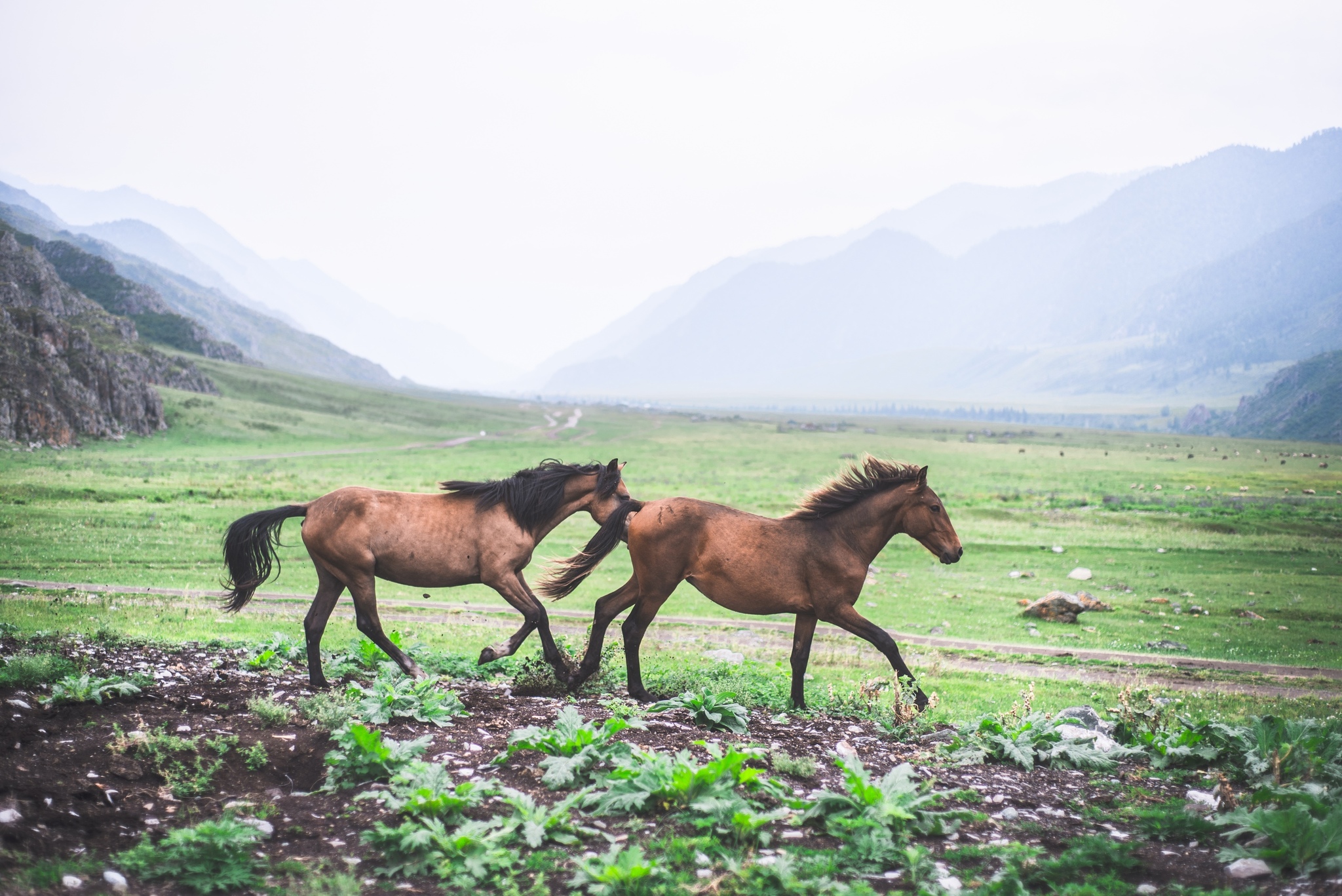 Horses of Altai - My, Horses, Altai, The photo, Nature, beauty, The mountains, Longpost, Altai Republic