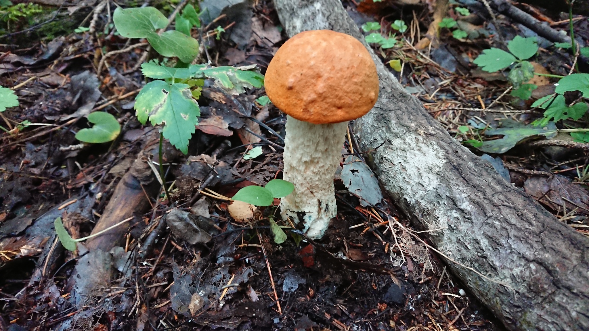 Mushrooms - My, Longpost, Disgusting, Got sick, Forest, Garbage, Radiation, Radiation contamination, Video