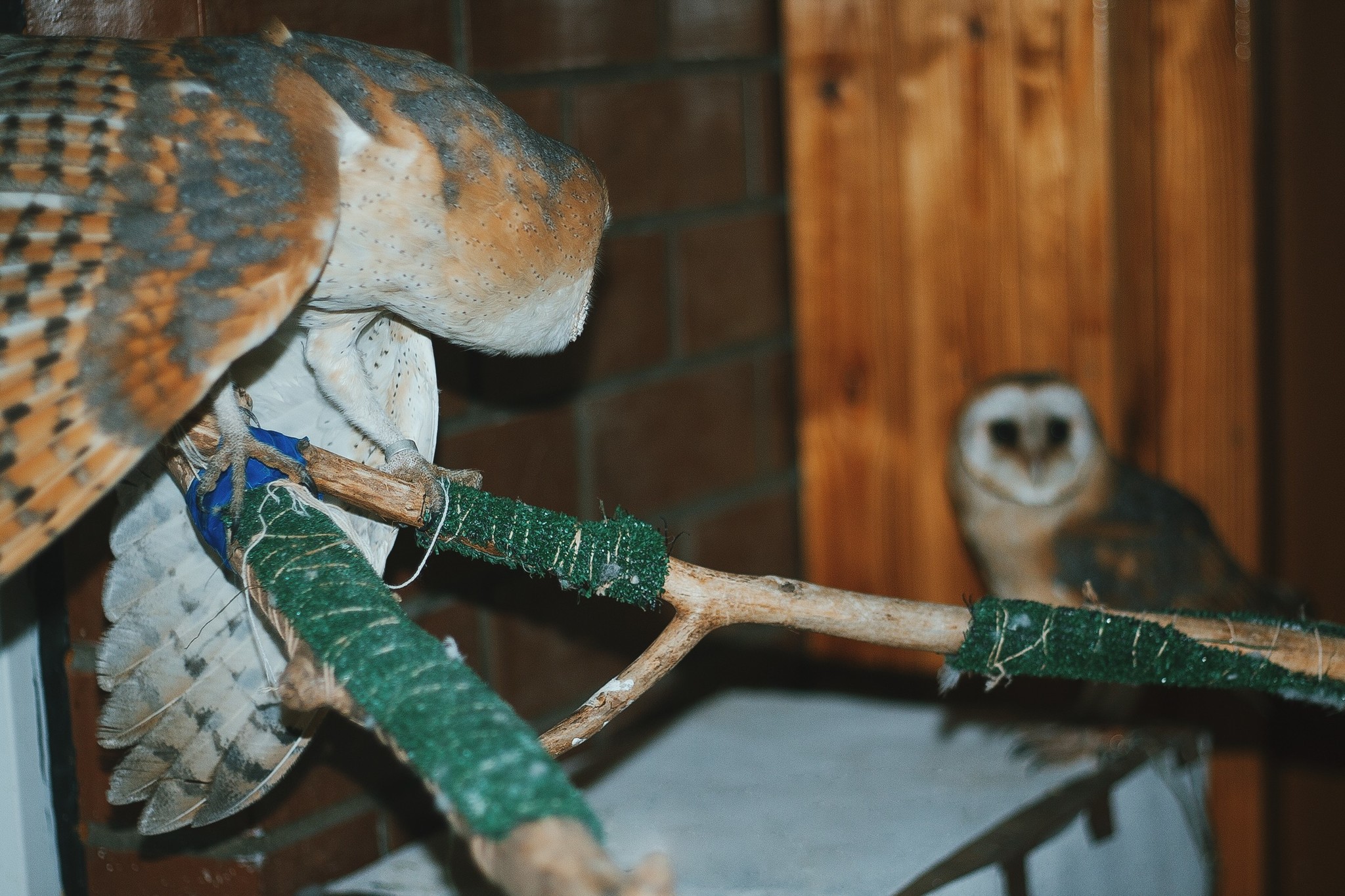 Three owls is too many. - My, House owls, Birds, Pet, Pets, Longpost, Animals, Owl