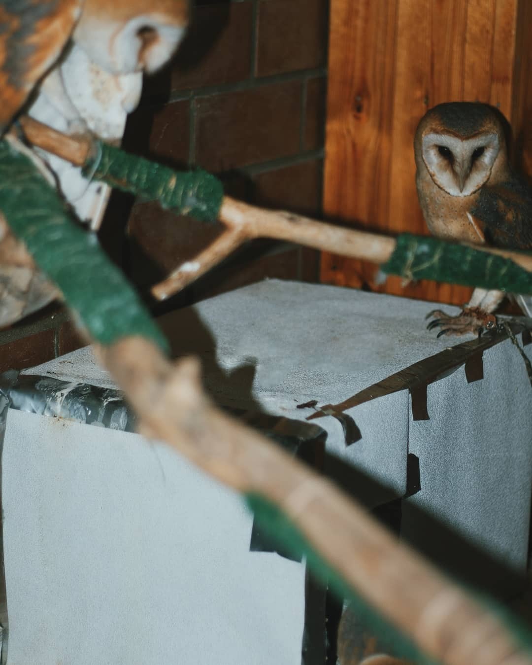 Three owls is too many. - My, House owls, Birds, Pet, Pets, Longpost, Animals, Owl