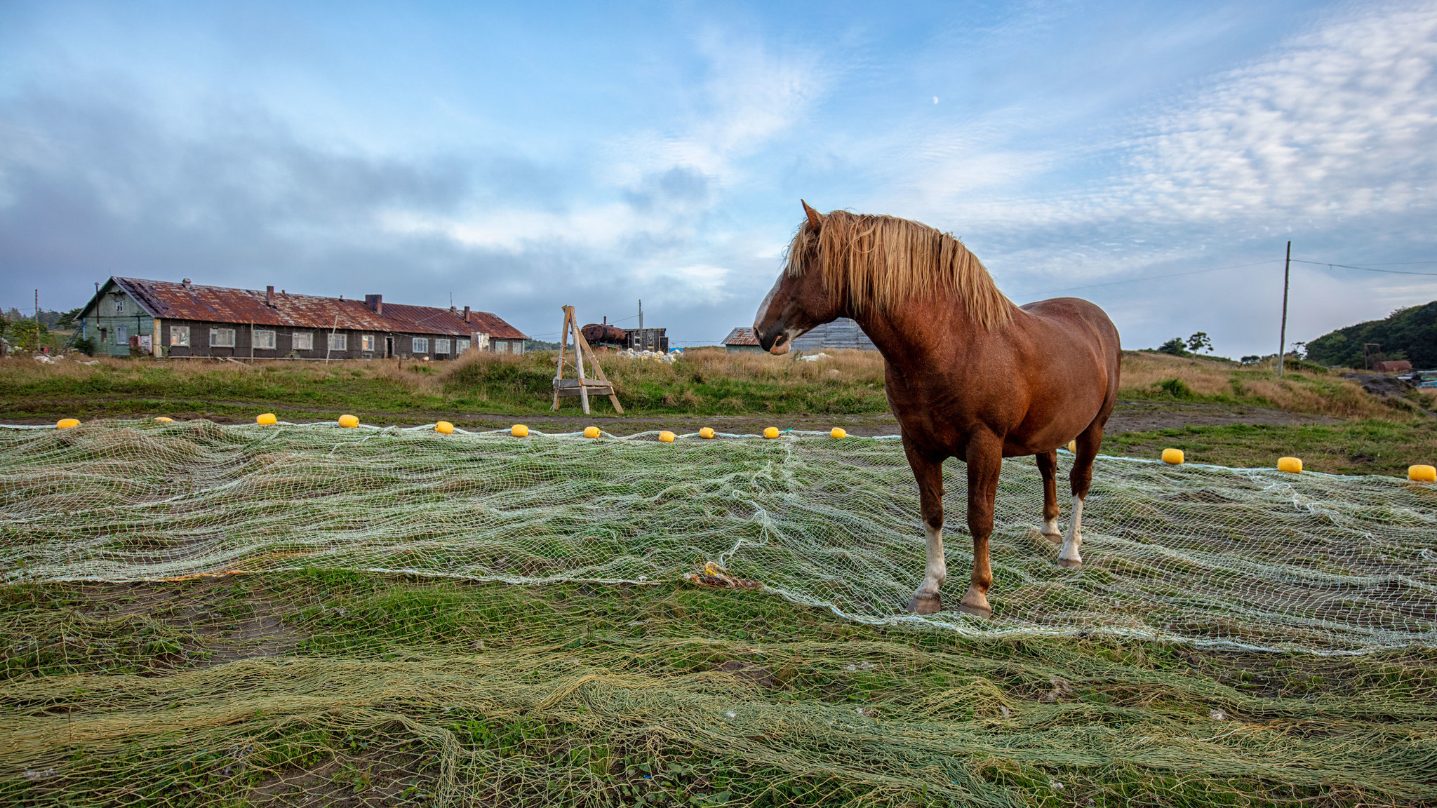 Baron - My, Iturup, Travel across Russia, Travels, The photo, Horses, Kurile Islands, Animals