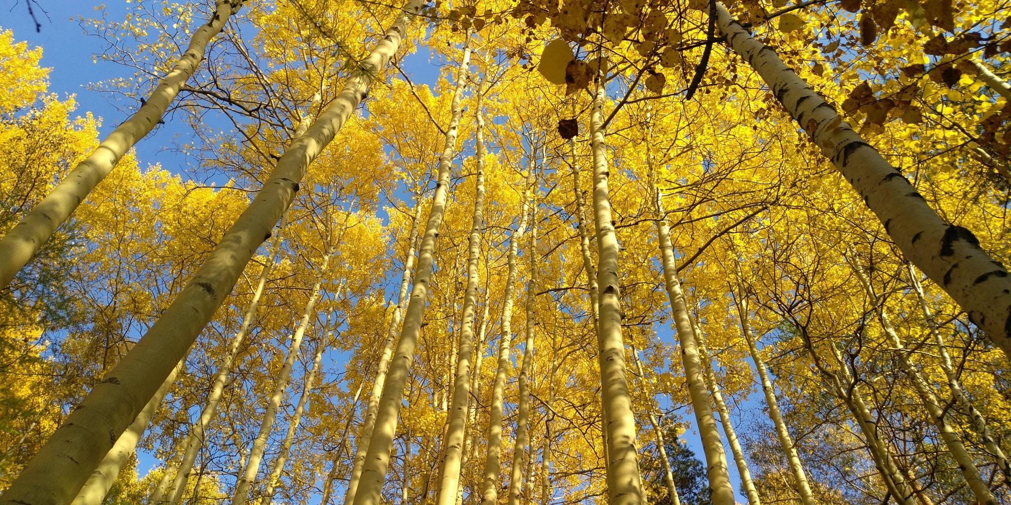 Autumn Siberia - My, Autumn, Siberia, Longpost, Forest, The photo