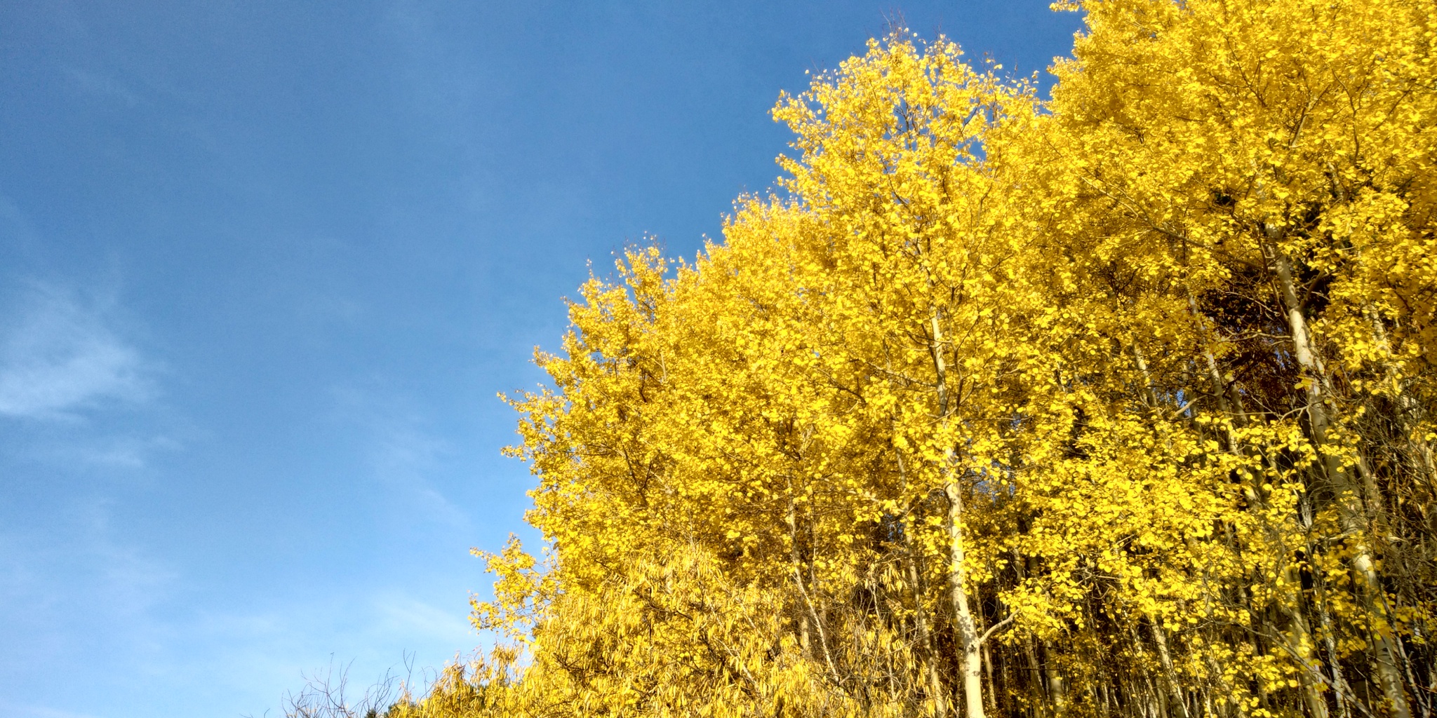 Autumn Siberia - My, Autumn, Siberia, Longpost, Forest, The photo