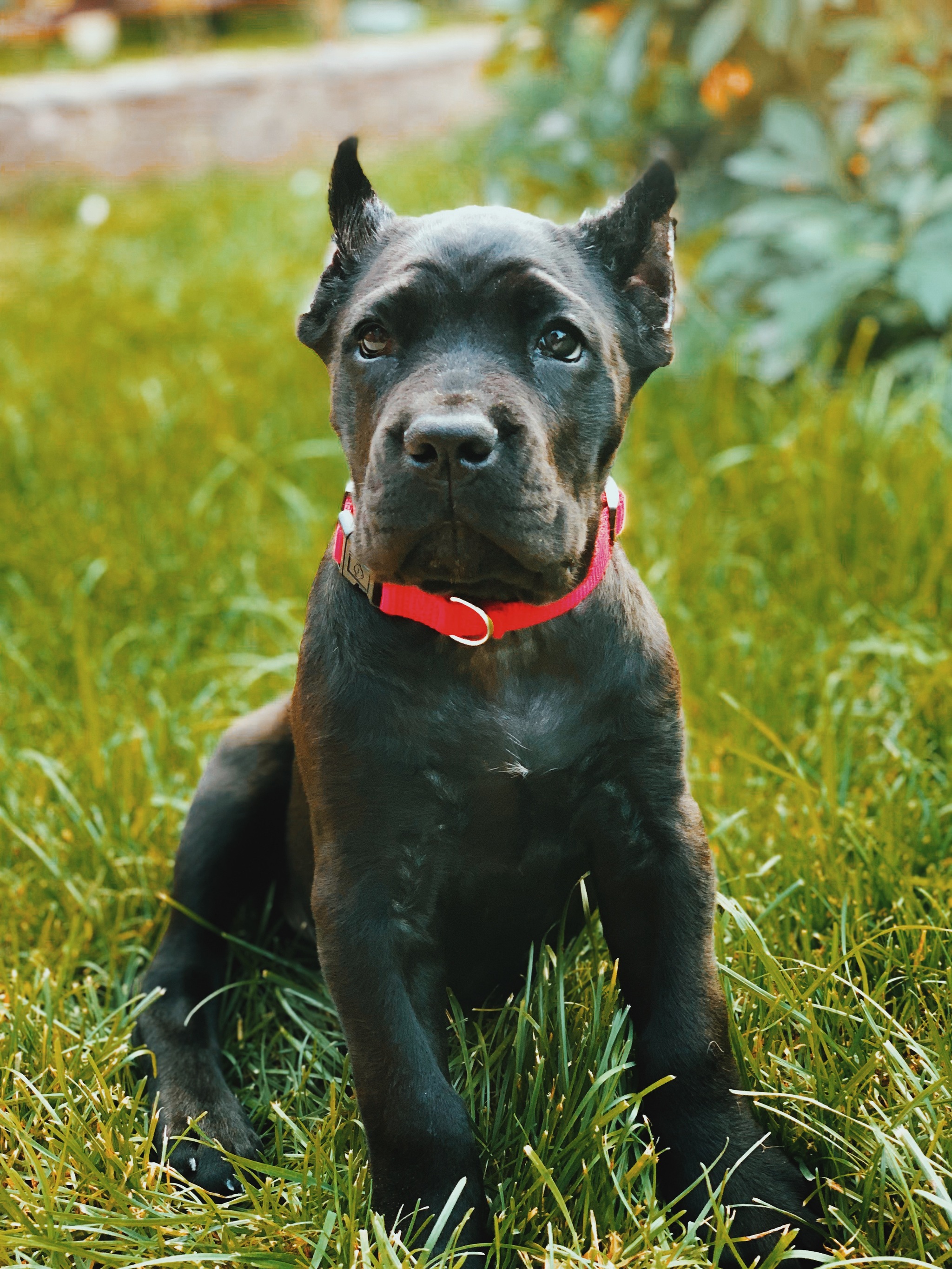 Pet - My, Dog, Pet, Cane Corso, Pets