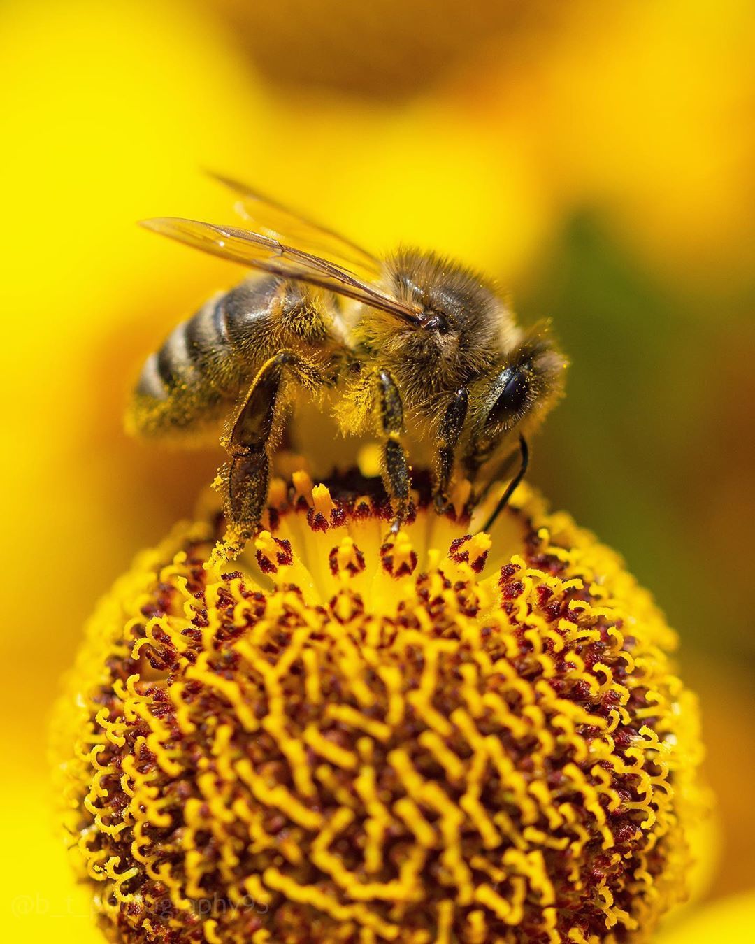 Bumblebees and bees at work - The photo, Bees, Flowers, Macro photography, Longpost, Bumblebee