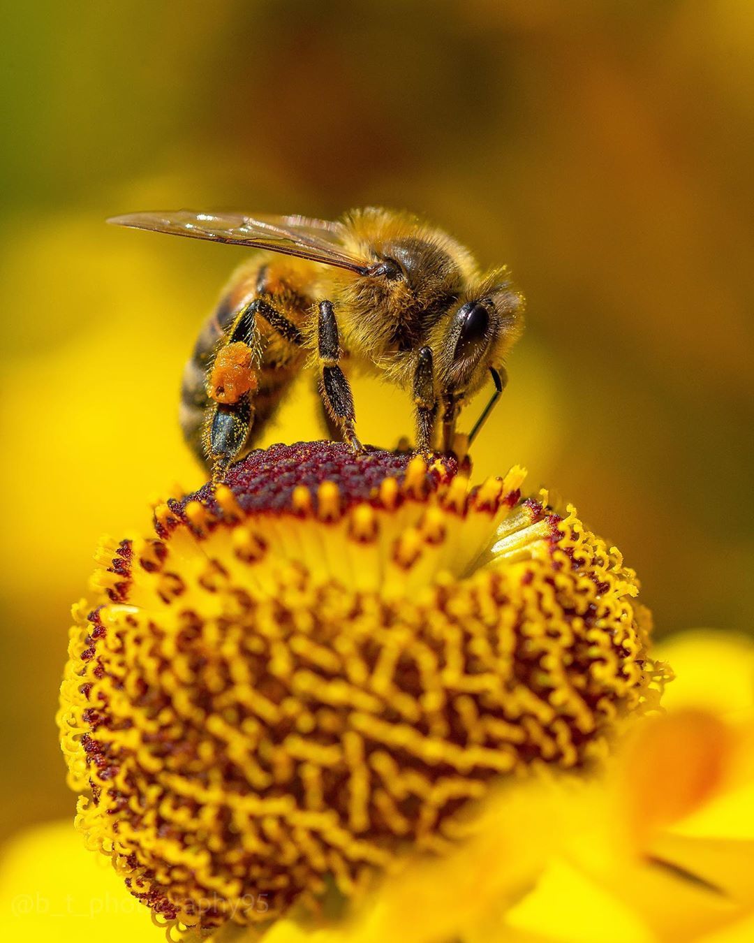 Bumblebees and bees at work - The photo, Bees, Flowers, Macro photography, Longpost, Bumblebee