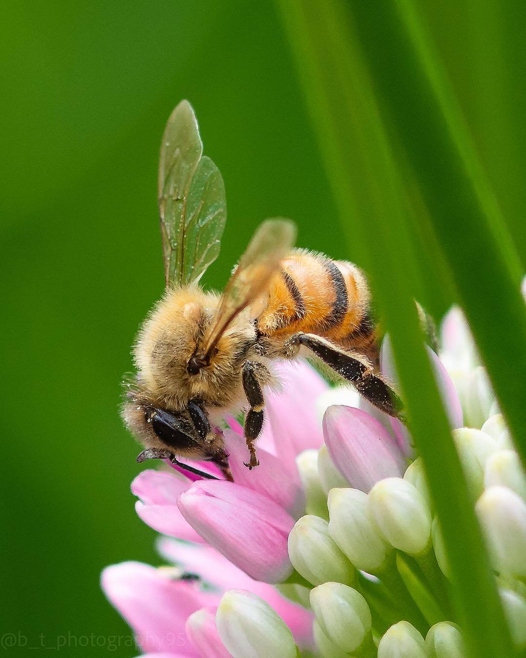 Bumblebees and bees at work - The photo, Bees, Flowers, Macro photography, Longpost, Bumblebee