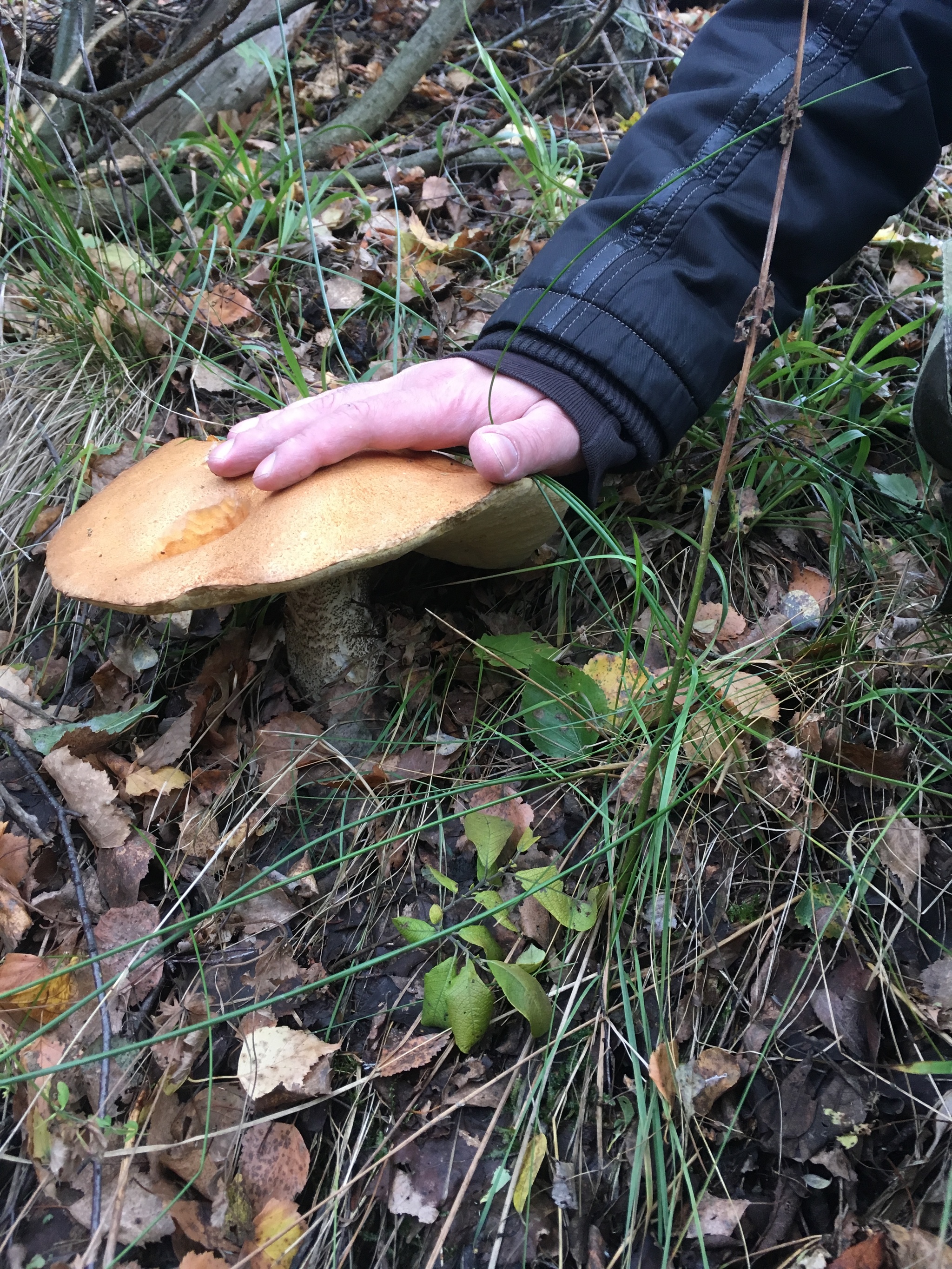 Boletus - My, Mushrooms, Forest, Unusual, Boletus, Longpost