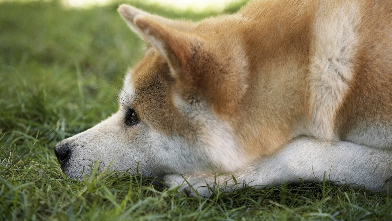 Has anyone lost a dog? - My, Clouds, Dog