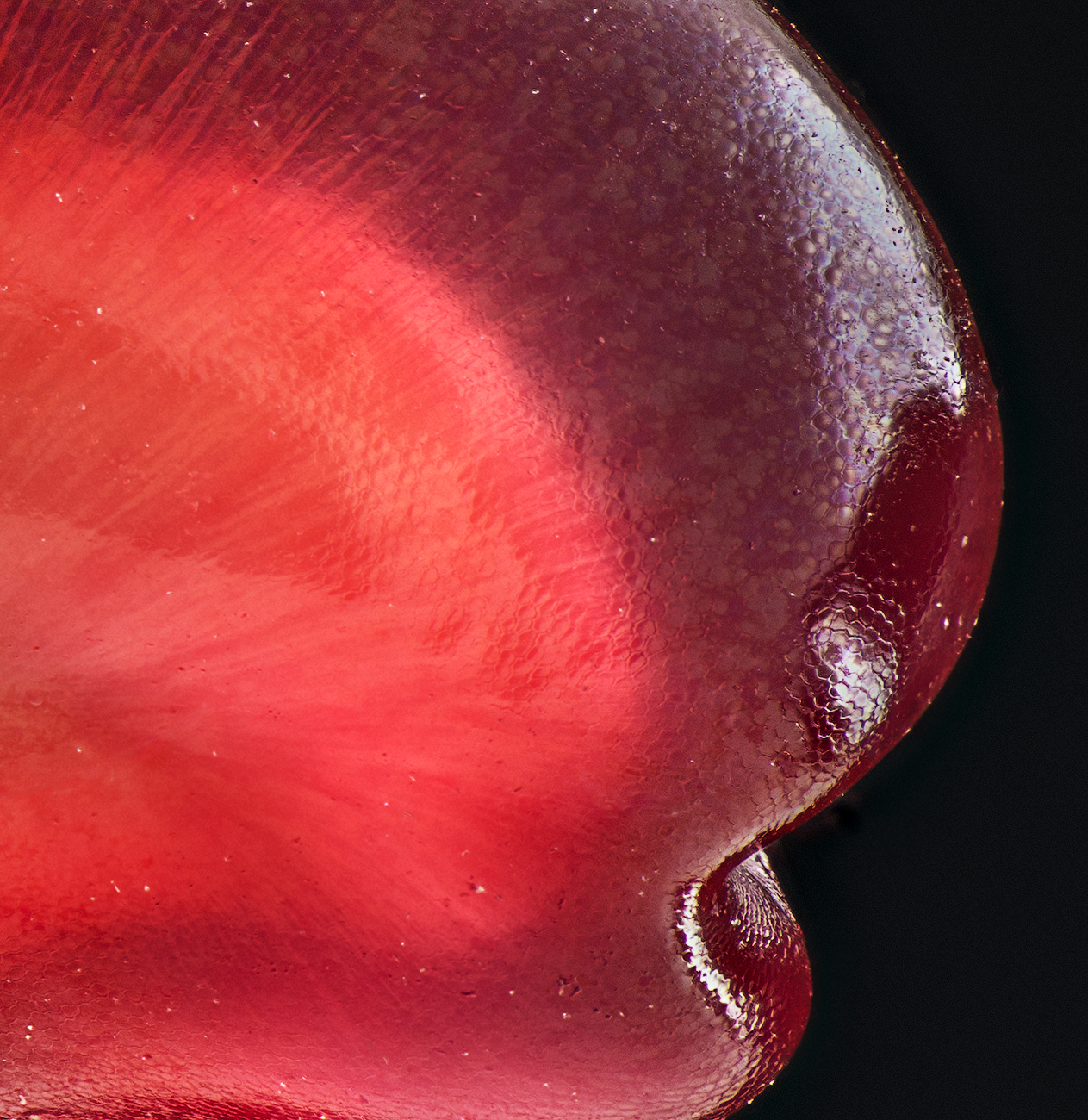 pomegranate seed - My, Macro, Macro photography, Plants, Fruit, Seeds, Garnet, Longpost
