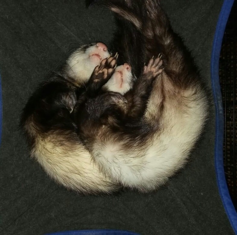 You can learn to swim in sync, and you try to sleep in sync - My, Dream, Ferret, Time to sleep