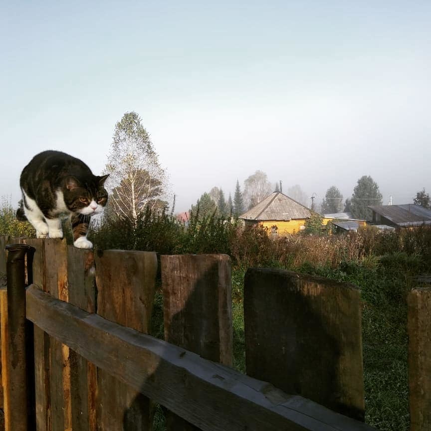 Cupcake - My, cat, Catomafia, Brutality, Fence, Countryside, Longpost