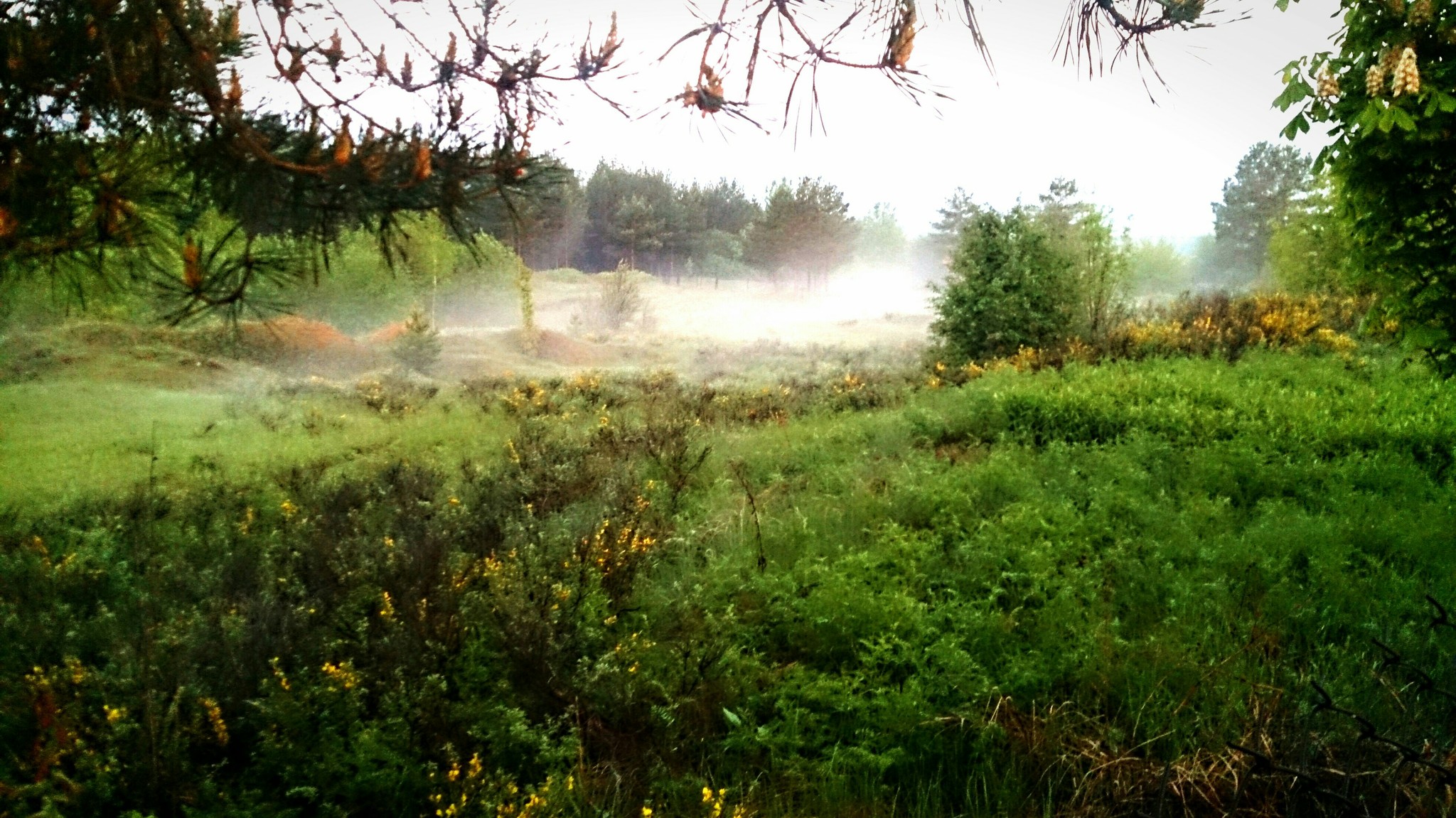 Fishing in the fog - My, Fog, Nature, Mobile photography, Longpost