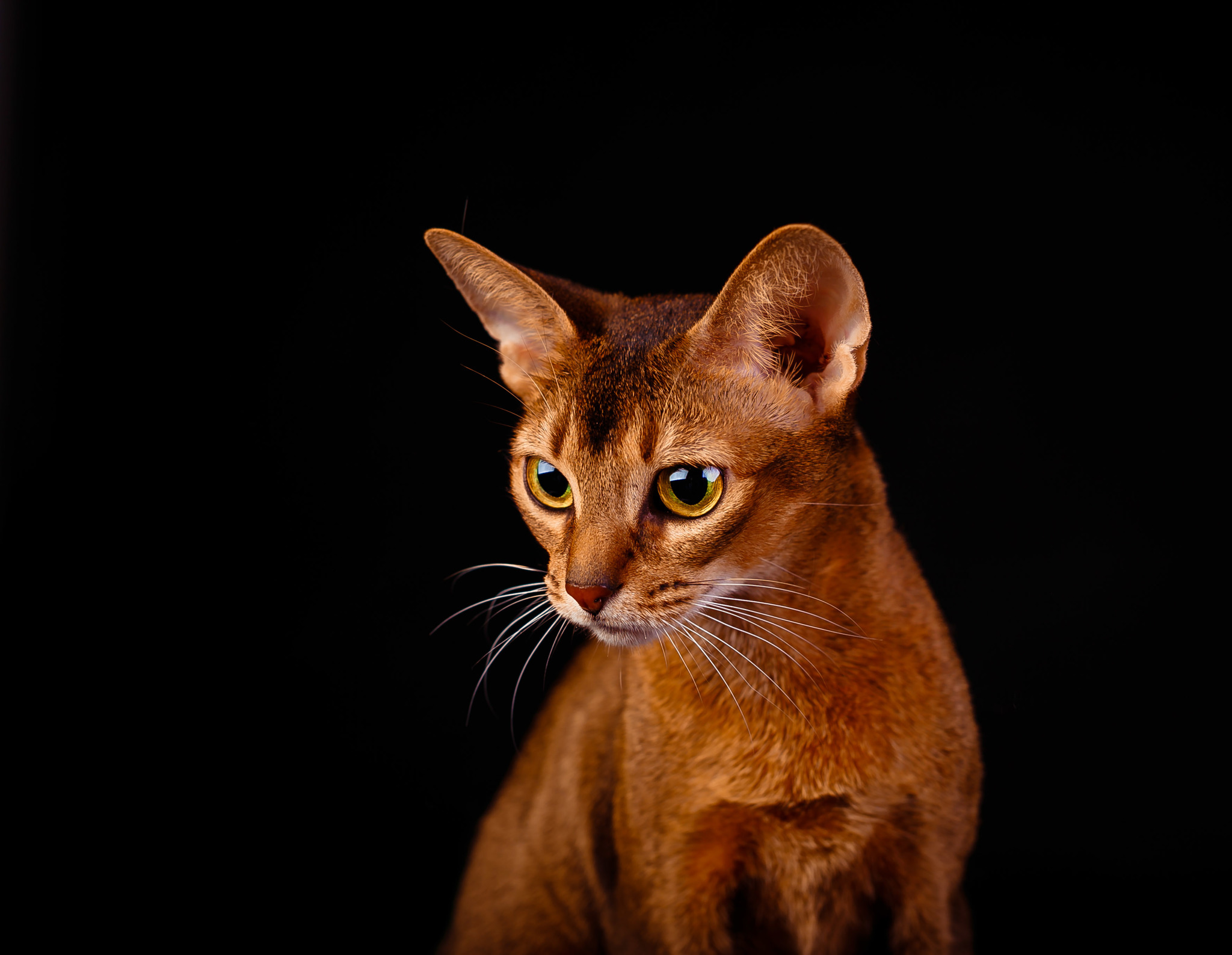 Фотографии абиссинскую породу. Абиссинская кошка. Абиссинец Абиссинская кошка. Египетская порода кошек Абиссинская. Кошка Египетская абиссинец.