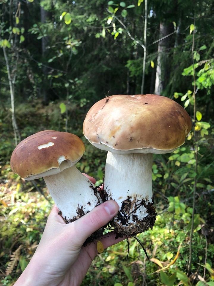 In the forest near the Gulf of Finland - My, Akita inu, Porcini, Estonia, Longpost