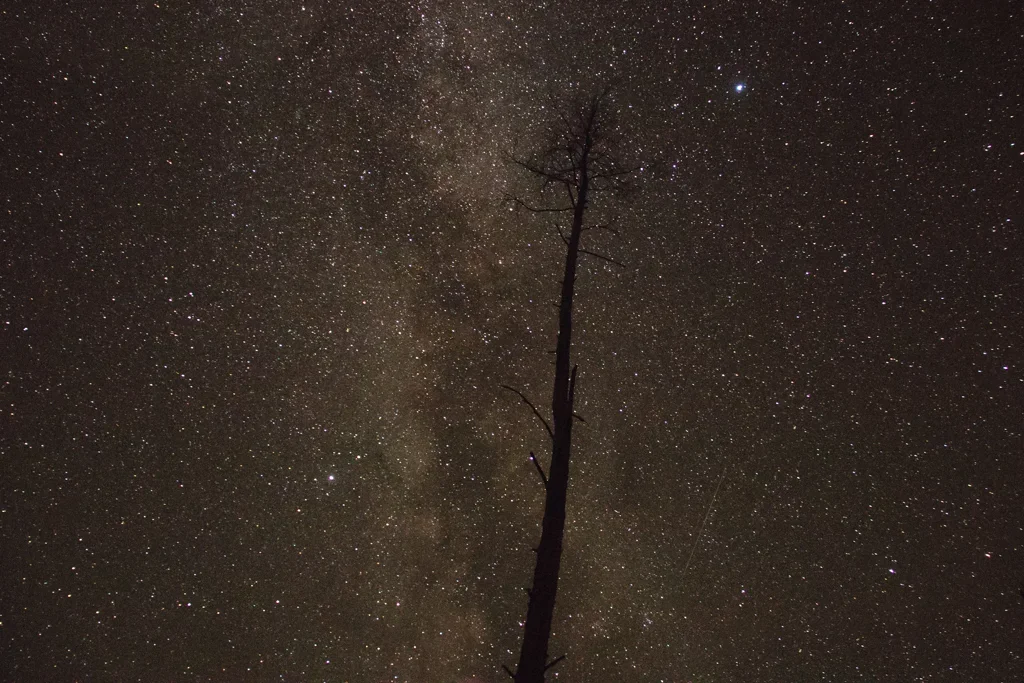 Is there anyone there? - My, Stars, Space, The photo, Forest, Longpost, Stars