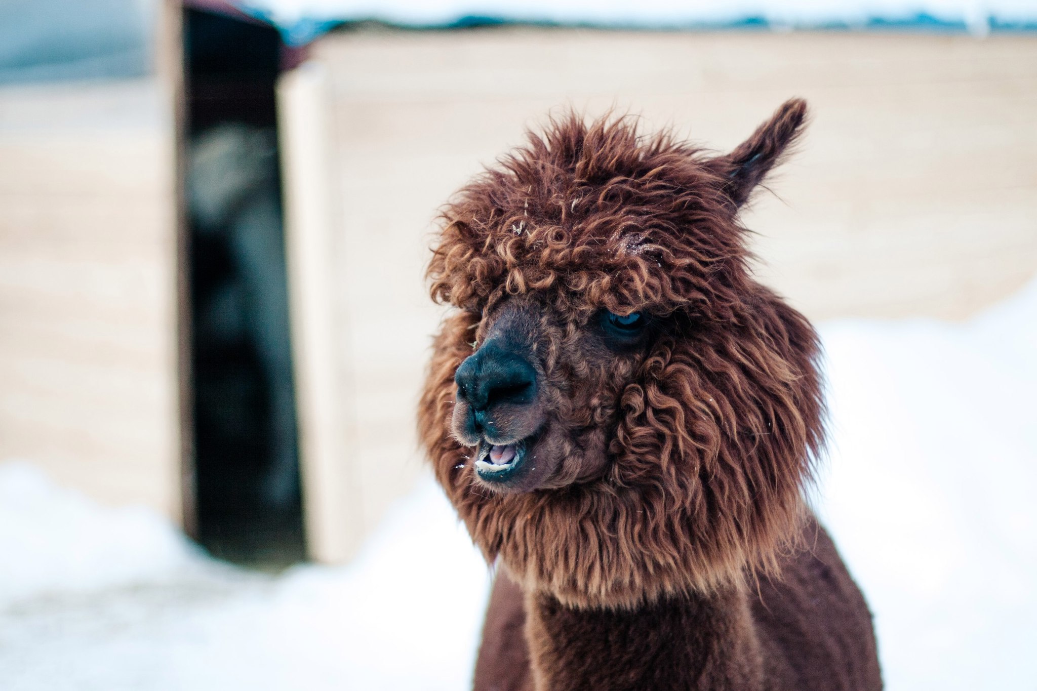 Russian alpacas look like the soloists of a new rock band - Alpaca, Farm, The photo, Animals, Longpost