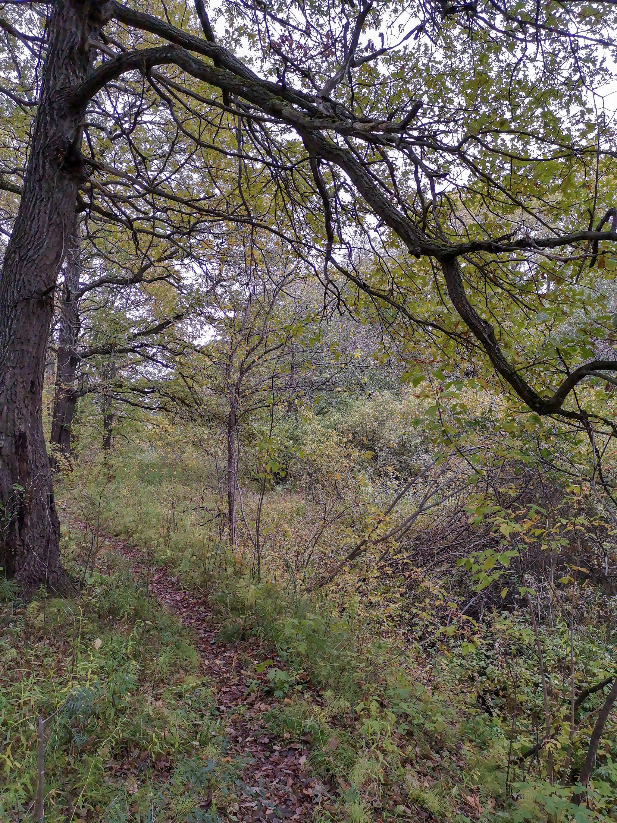 Autumn rainy - My, Mobile photography, Nature, Autumn, Mushrooms, Rain, Video, Longpost