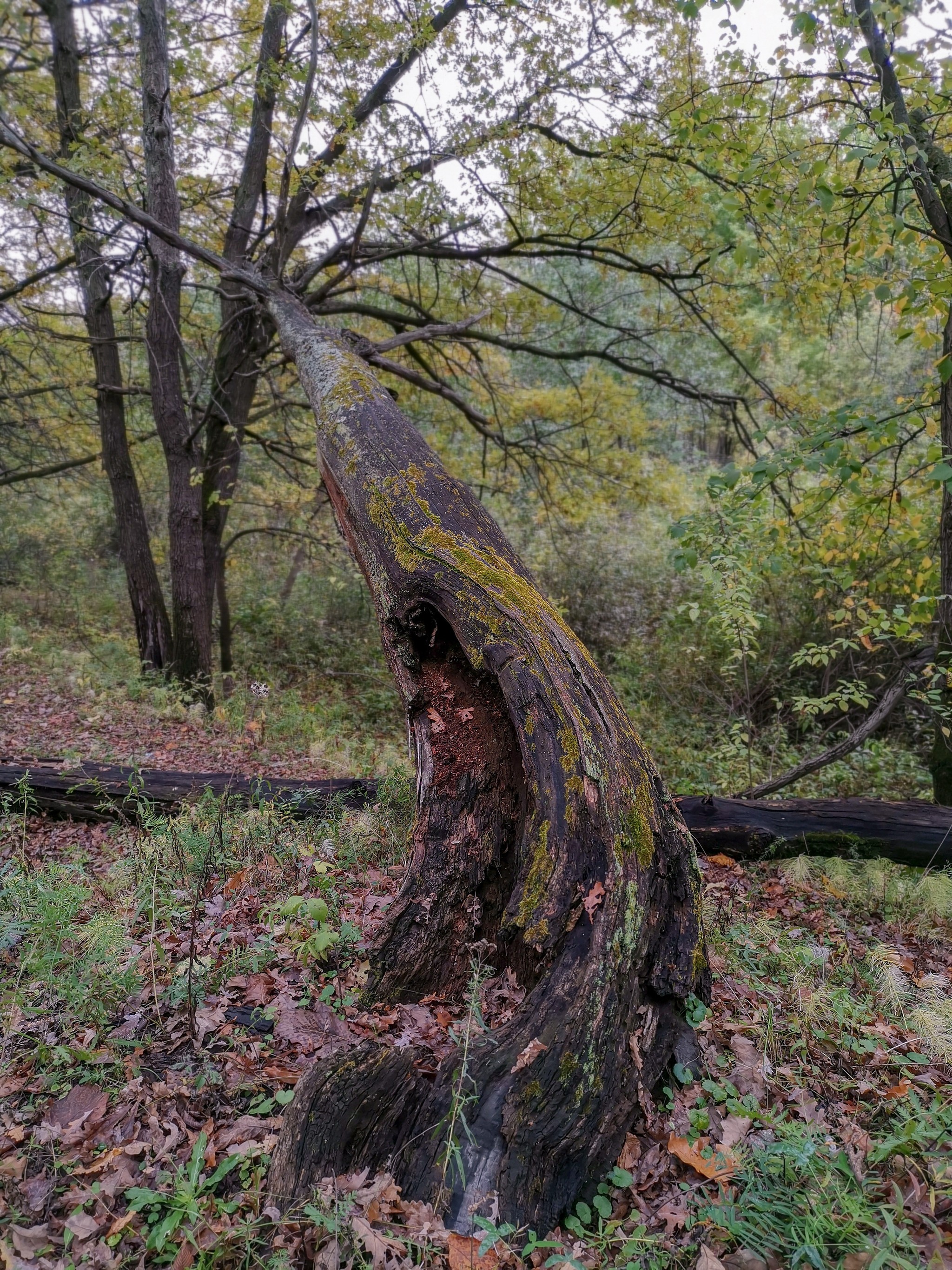 Autumn rainy - My, Mobile photography, Nature, Autumn, Mushrooms, Rain, Video, Longpost