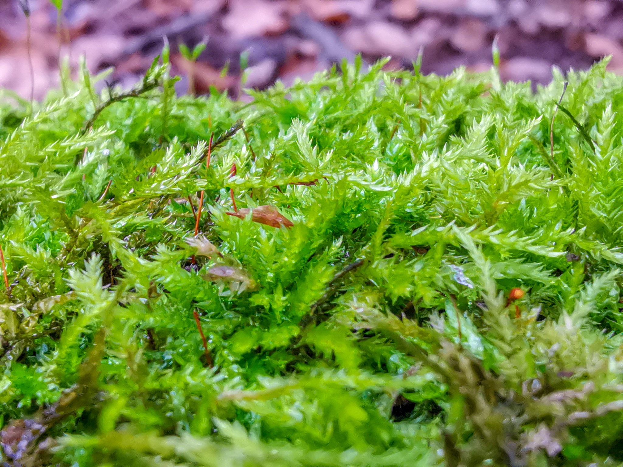 Autumn rainy - My, Mobile photography, Nature, Autumn, Mushrooms, Rain, Video, Longpost