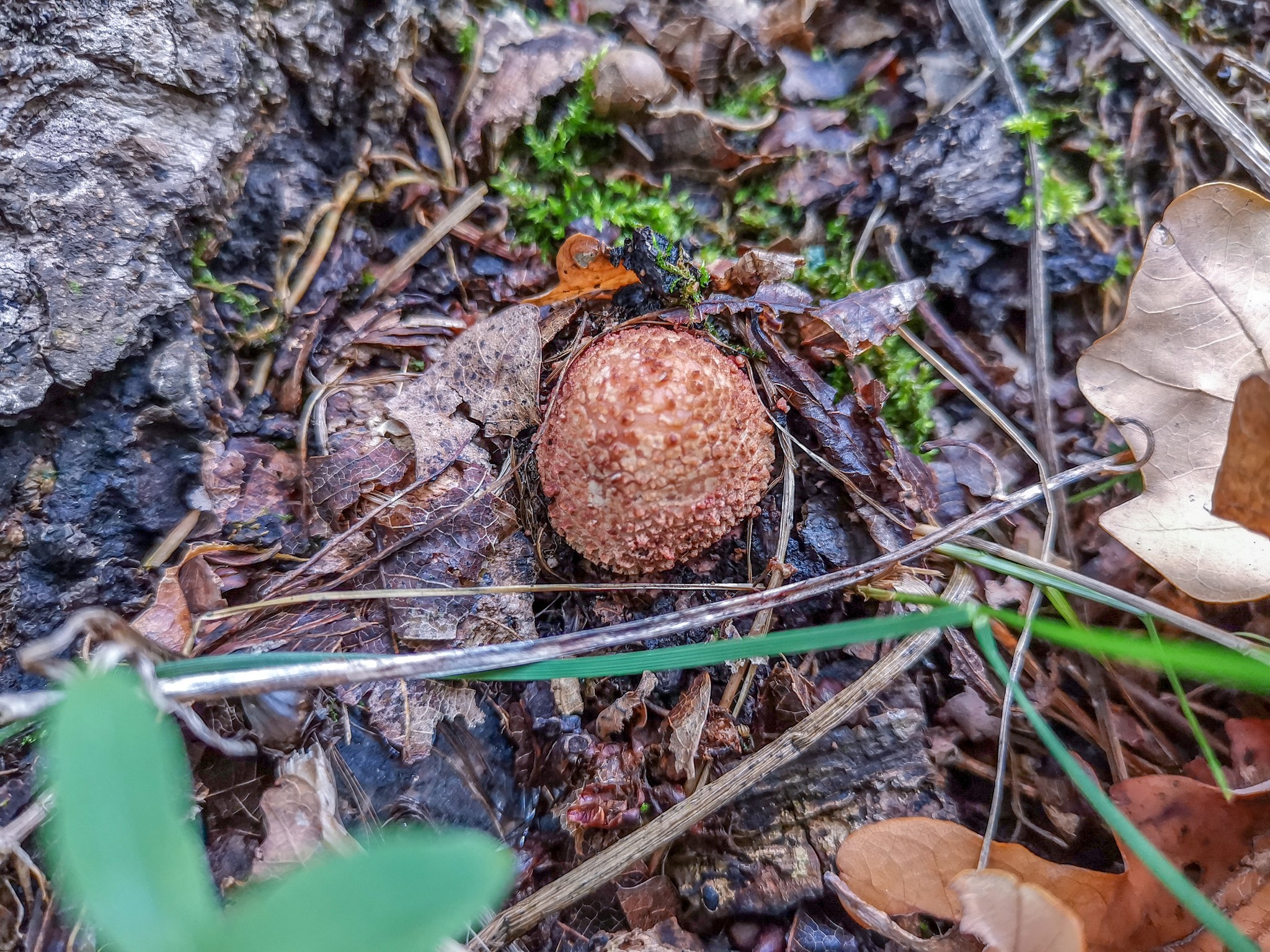 Autumn rainy - My, Mobile photography, Nature, Autumn, Mushrooms, Rain, Video, Longpost