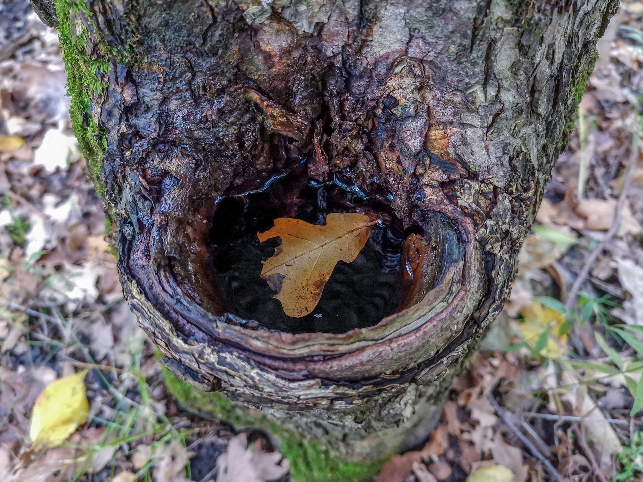 Autumn rainy - My, Mobile photography, Nature, Autumn, Mushrooms, Rain, Video, Longpost