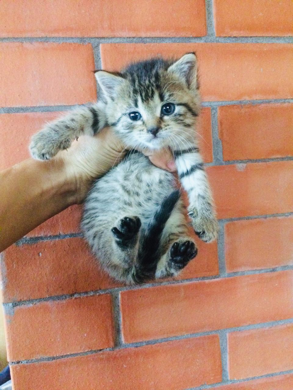 As I at one in the morning climbed to the neighbors during the temporary hut. - My, cat, Help, Longpost, Helping animals