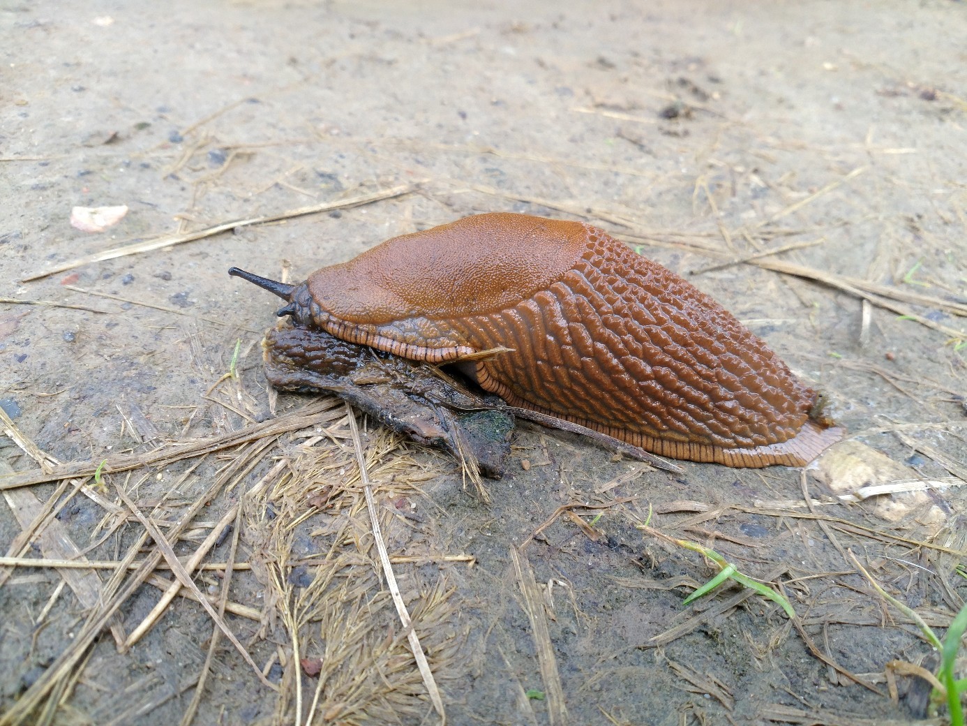 Invertebrate miracle - My, The photo, Snail