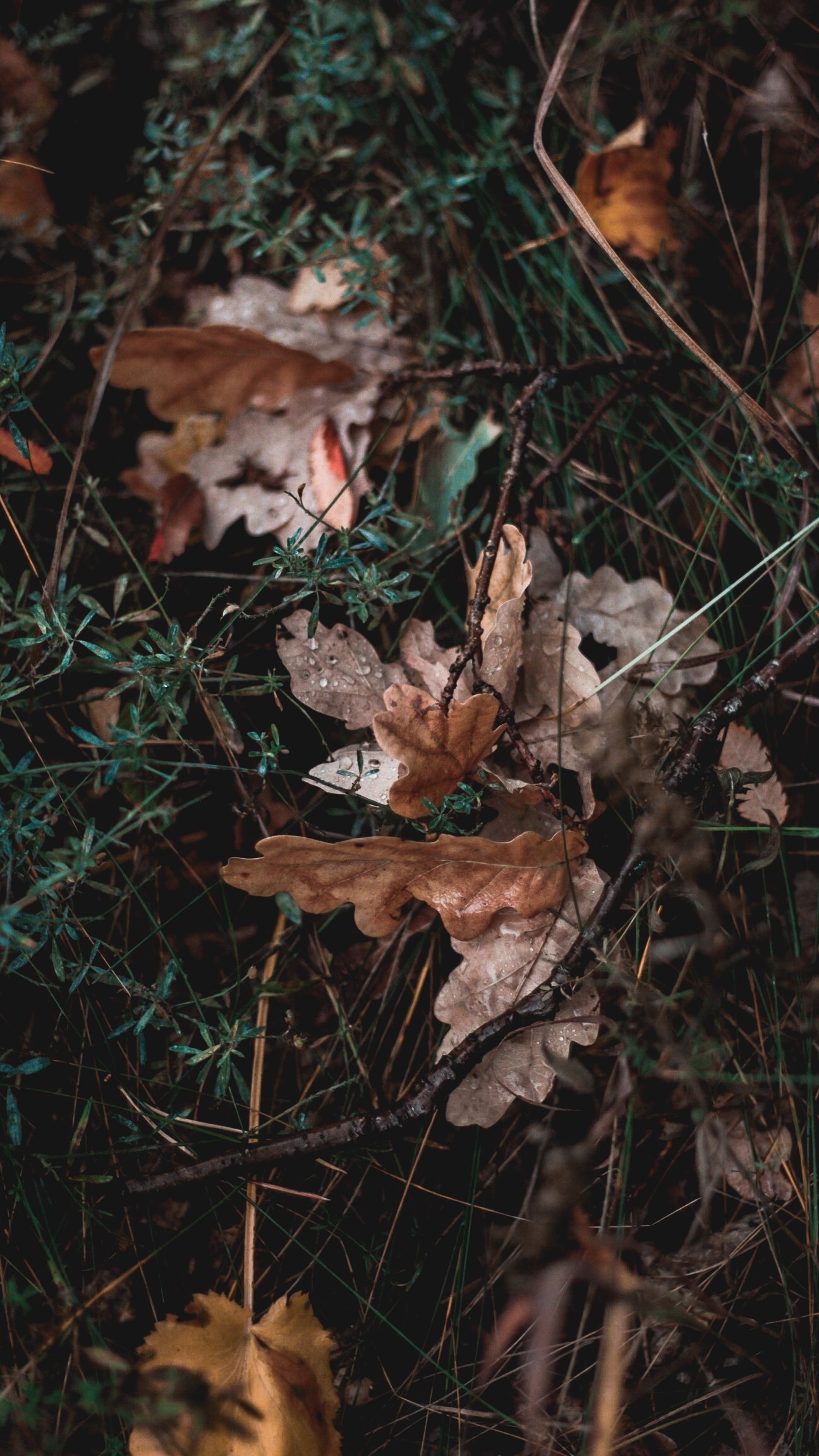 Autumn mood.. - Village, Autumn, The photo, Longpost