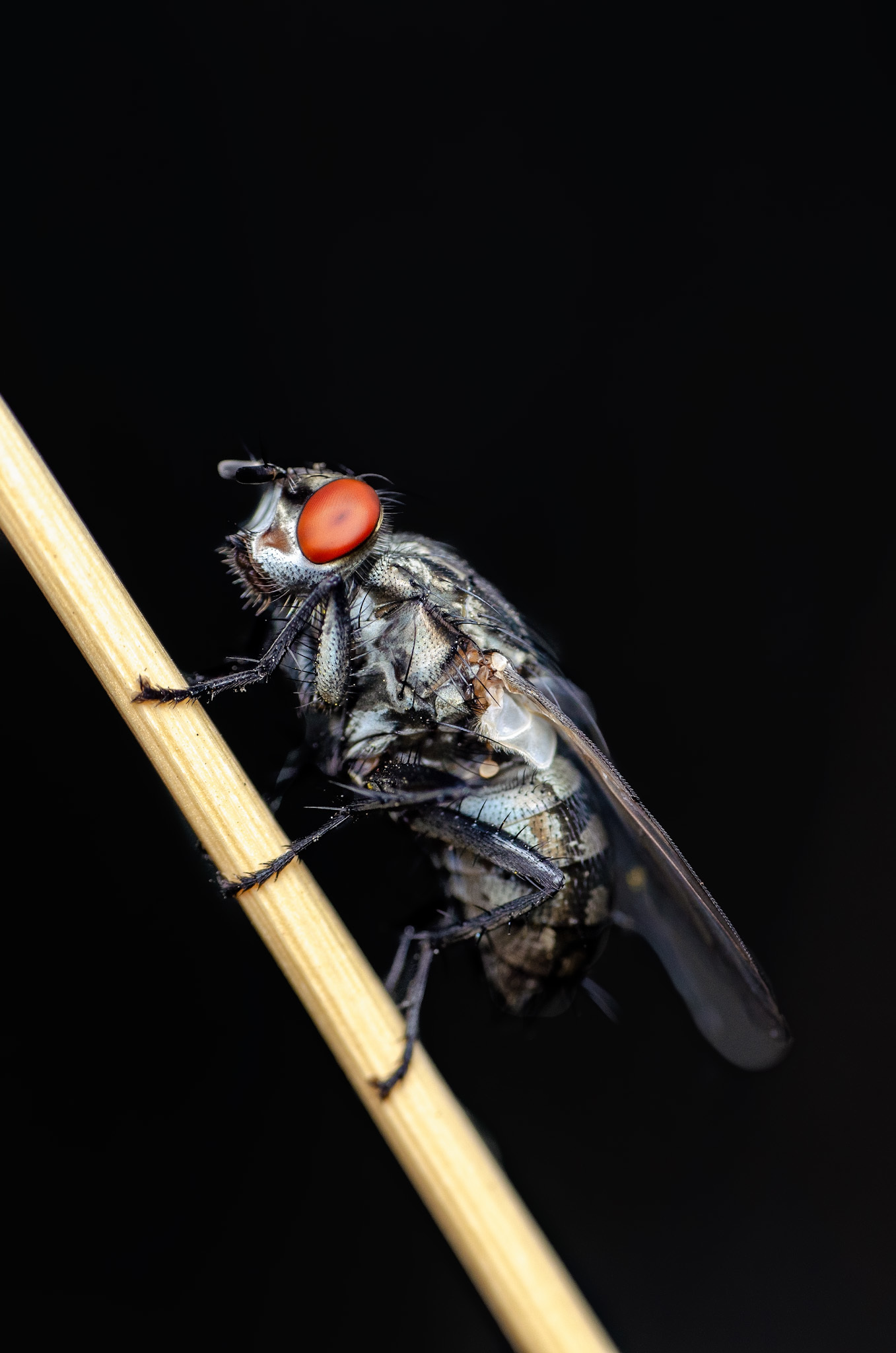 Winged evil post - My, Macro, Nature, Insects, Wasp, Муха, Moth, Nikon, Eyes, Longpost, Macro photography