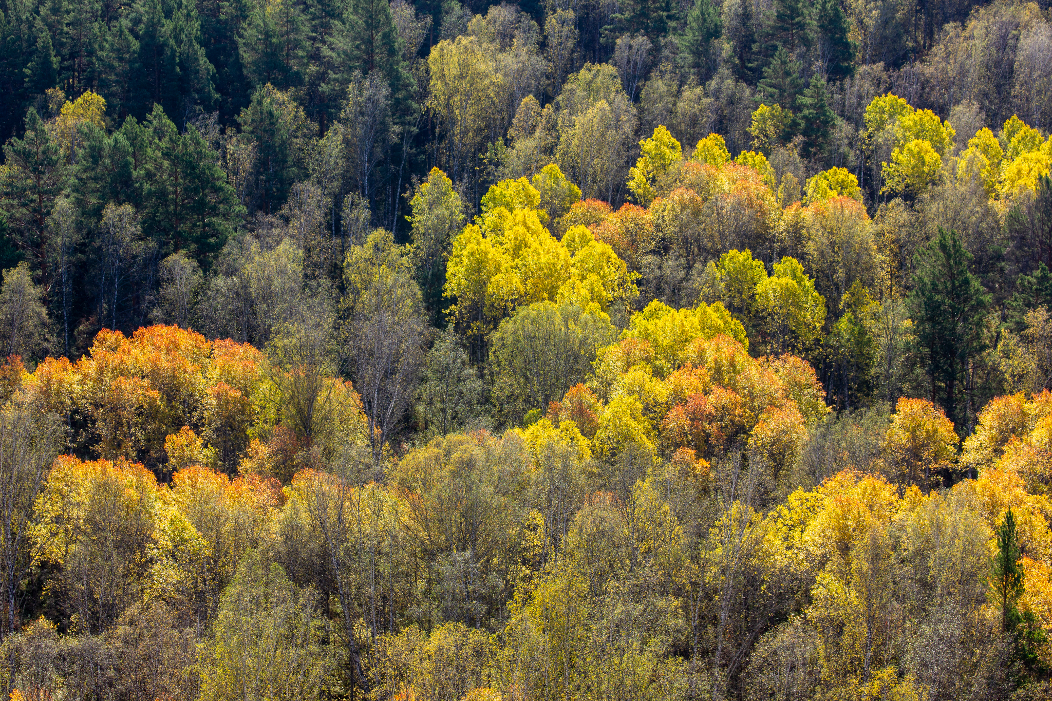 Autumn walk to St. John's wort - My, Autumn, Forest, Novosibirsk region, Longpost