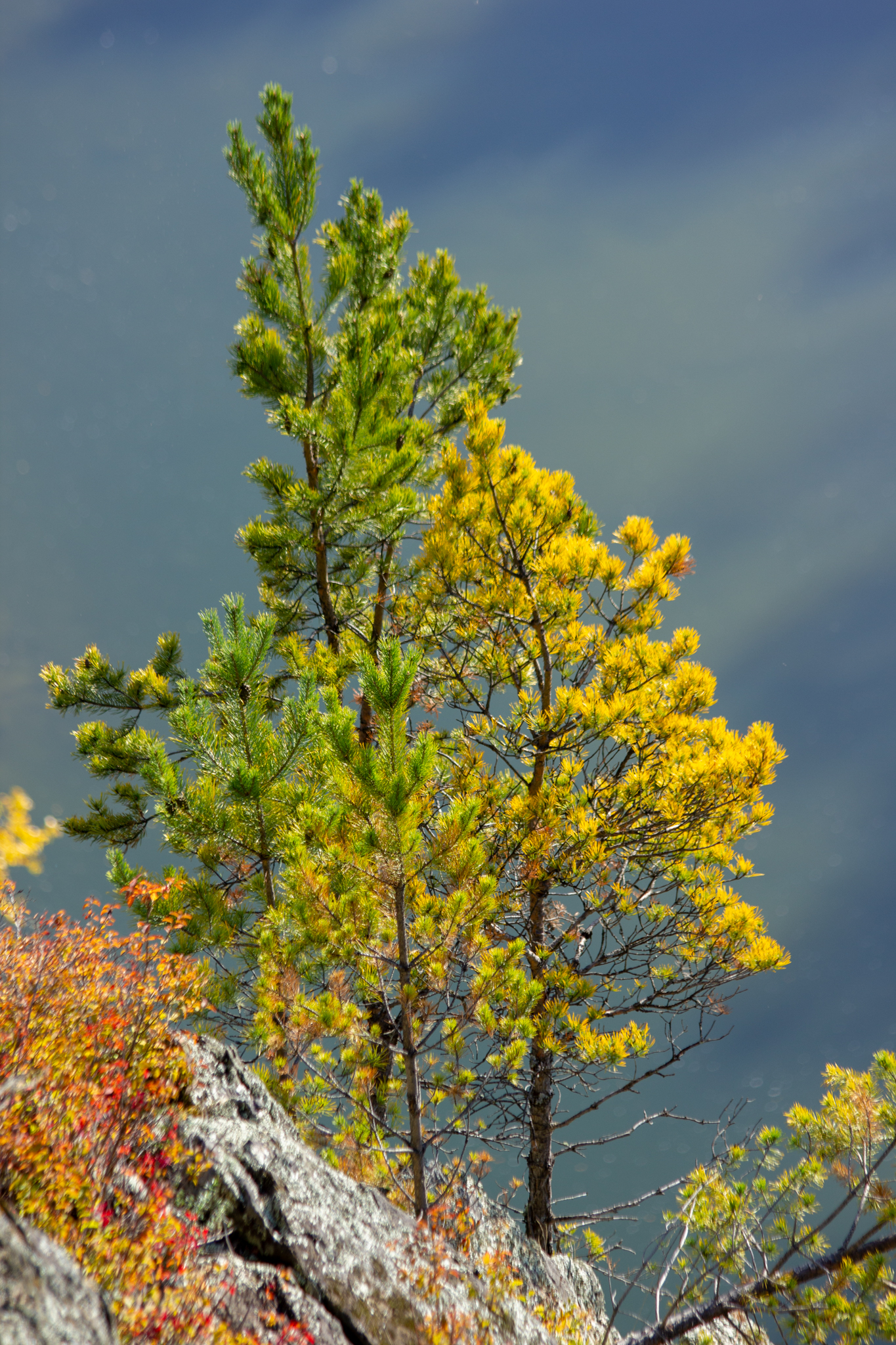 Autumn walk to St. John's wort - My, Autumn, Forest, Novosibirsk region, Longpost