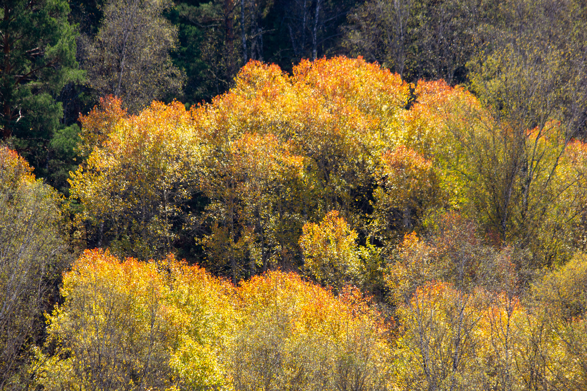 Autumn walk to St. John's wort - My, Autumn, Forest, Novosibirsk region, Longpost