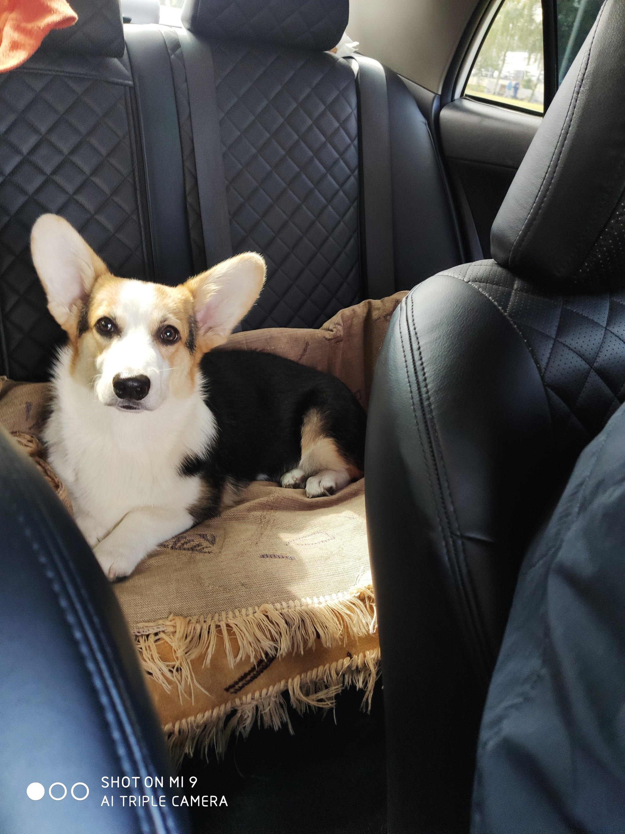 Welsh Corgi Pembroke. - My, Welsh corgi pembroke, Dog, Friendliness, Video, Longpost, Corgi