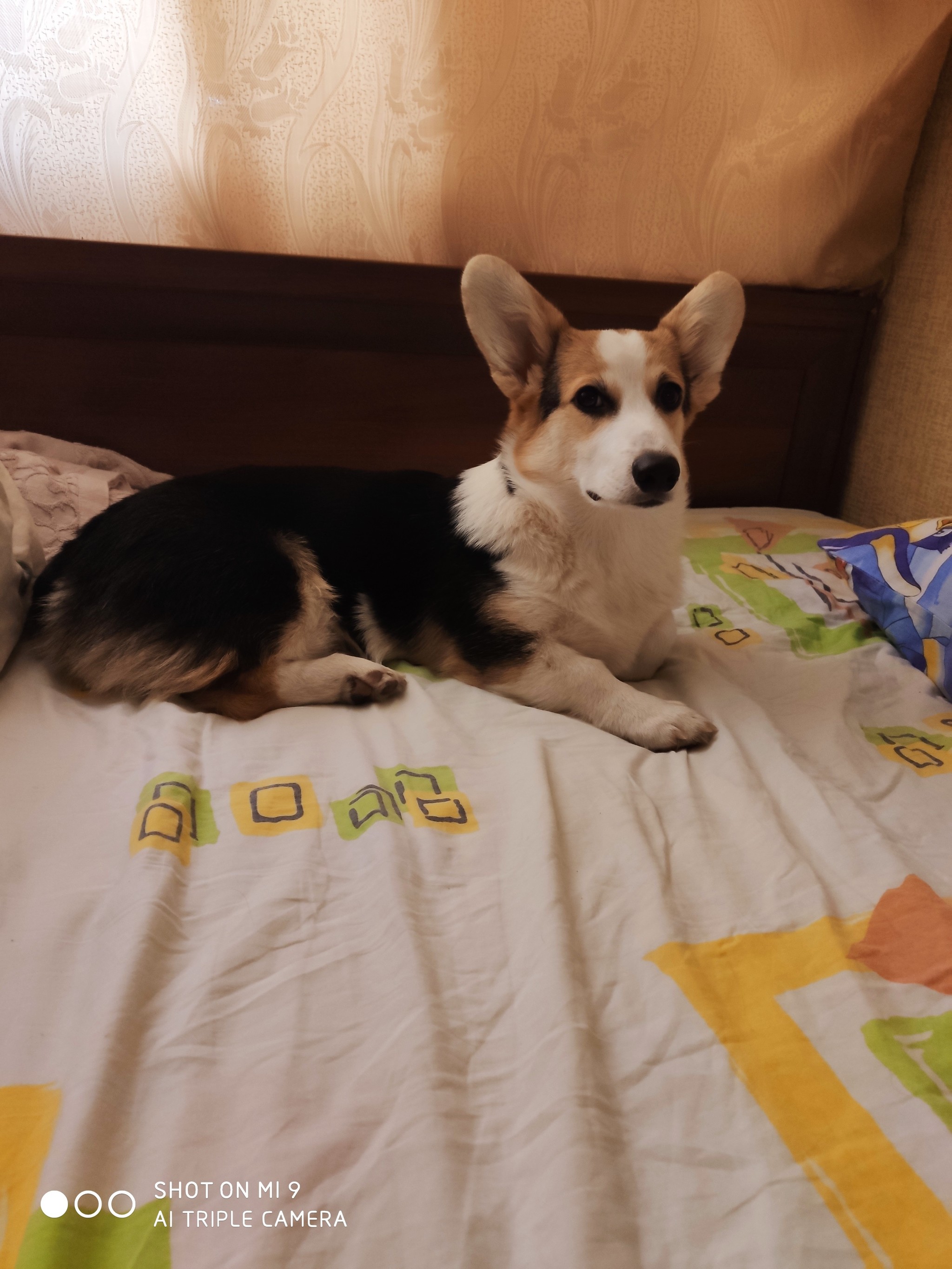 Welsh Corgi Pembroke. - My, Welsh corgi pembroke, Dog, Friendliness, Video, Longpost, Corgi