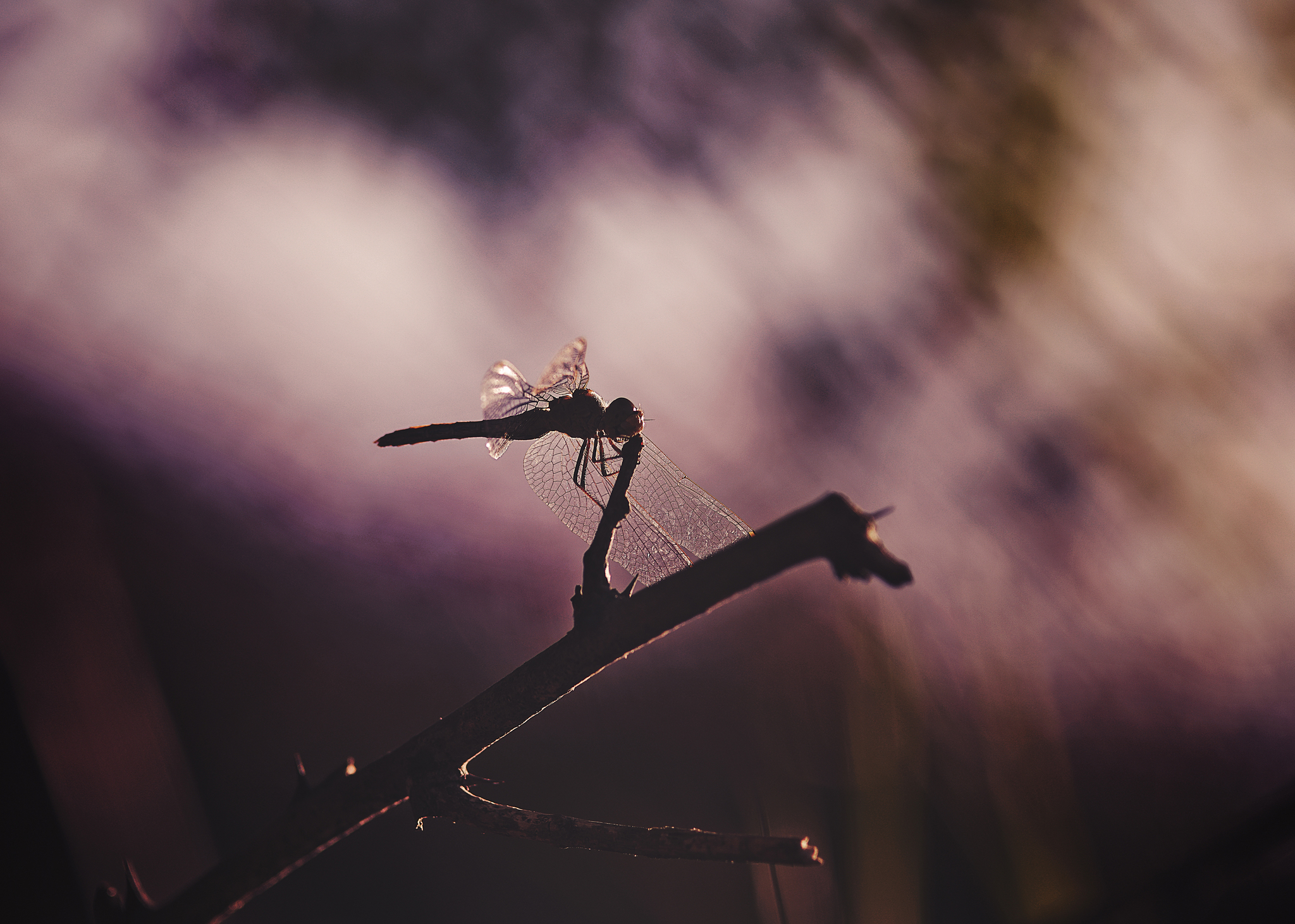 Dragonfly - My, Macro, The photo, Light, Color, Mood, Konica, Dragonfly, Macro photography