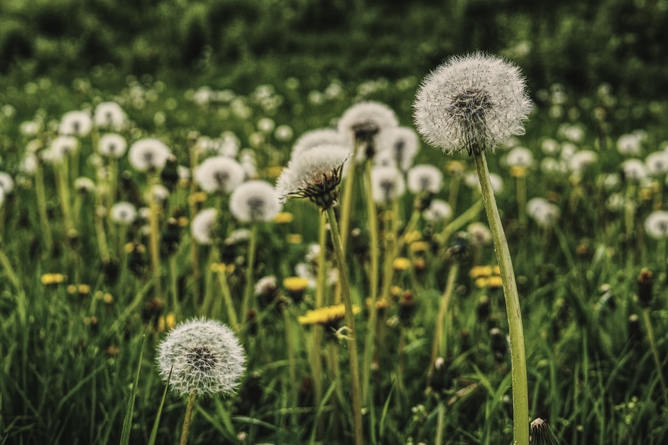 Funny weed. - My, The park, Benches, Beer, Story, Holland, Text, Netherlands (Holland)