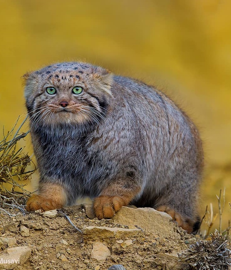 Insulated - Pallas' cat, Wool, The photo, Animals