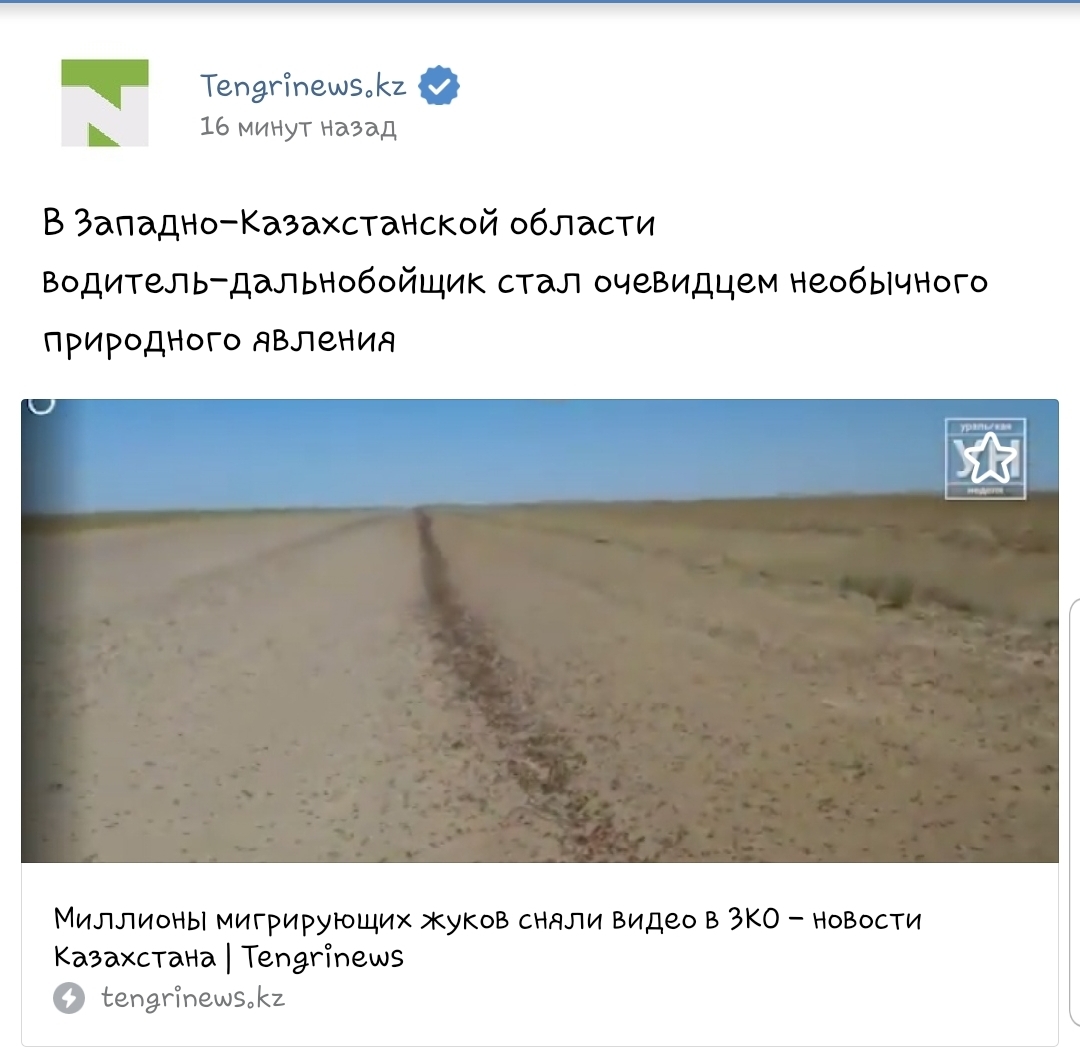Жуки-режиссёры | Пикабу