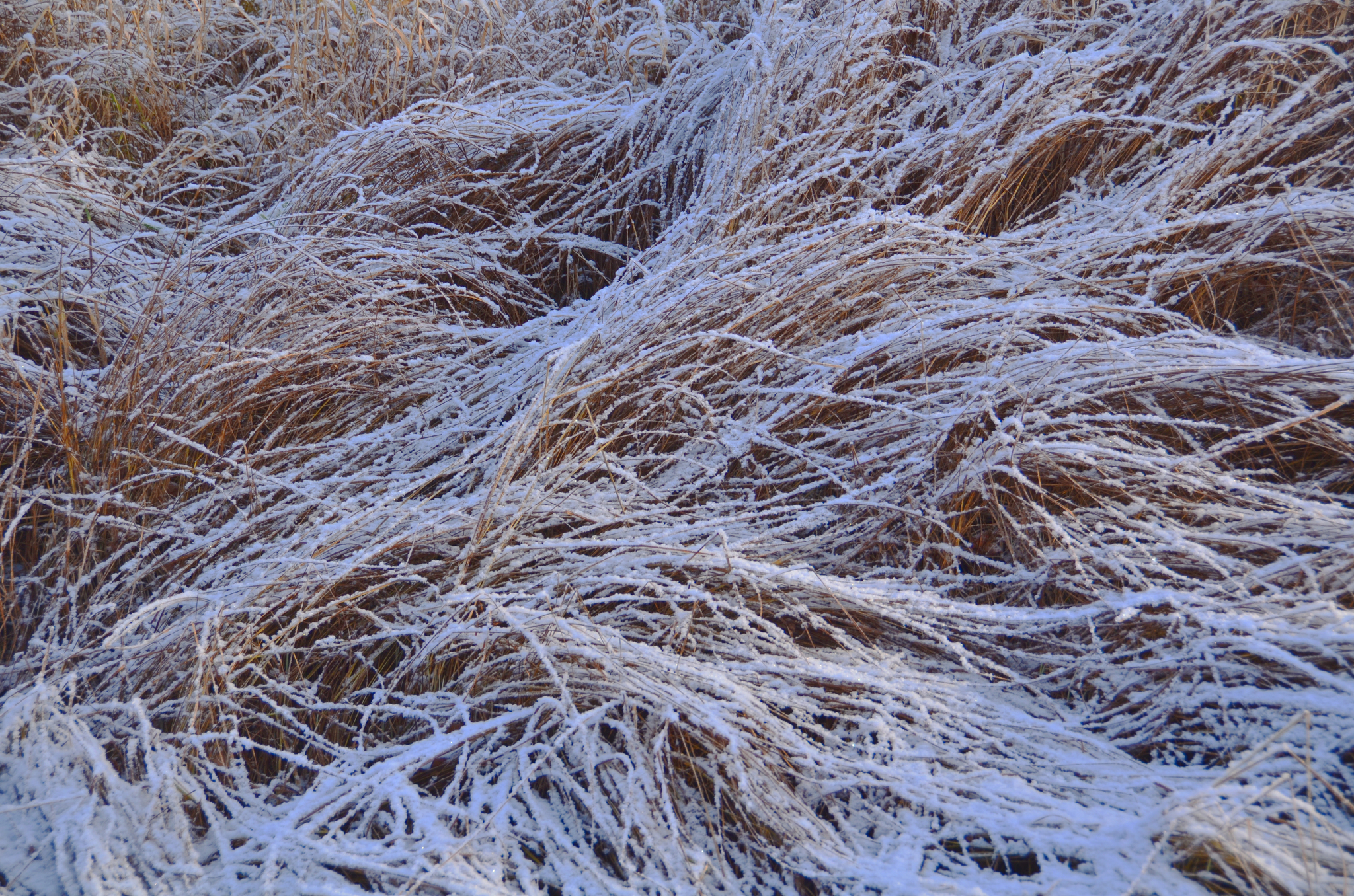 Сухая трава в снегу
