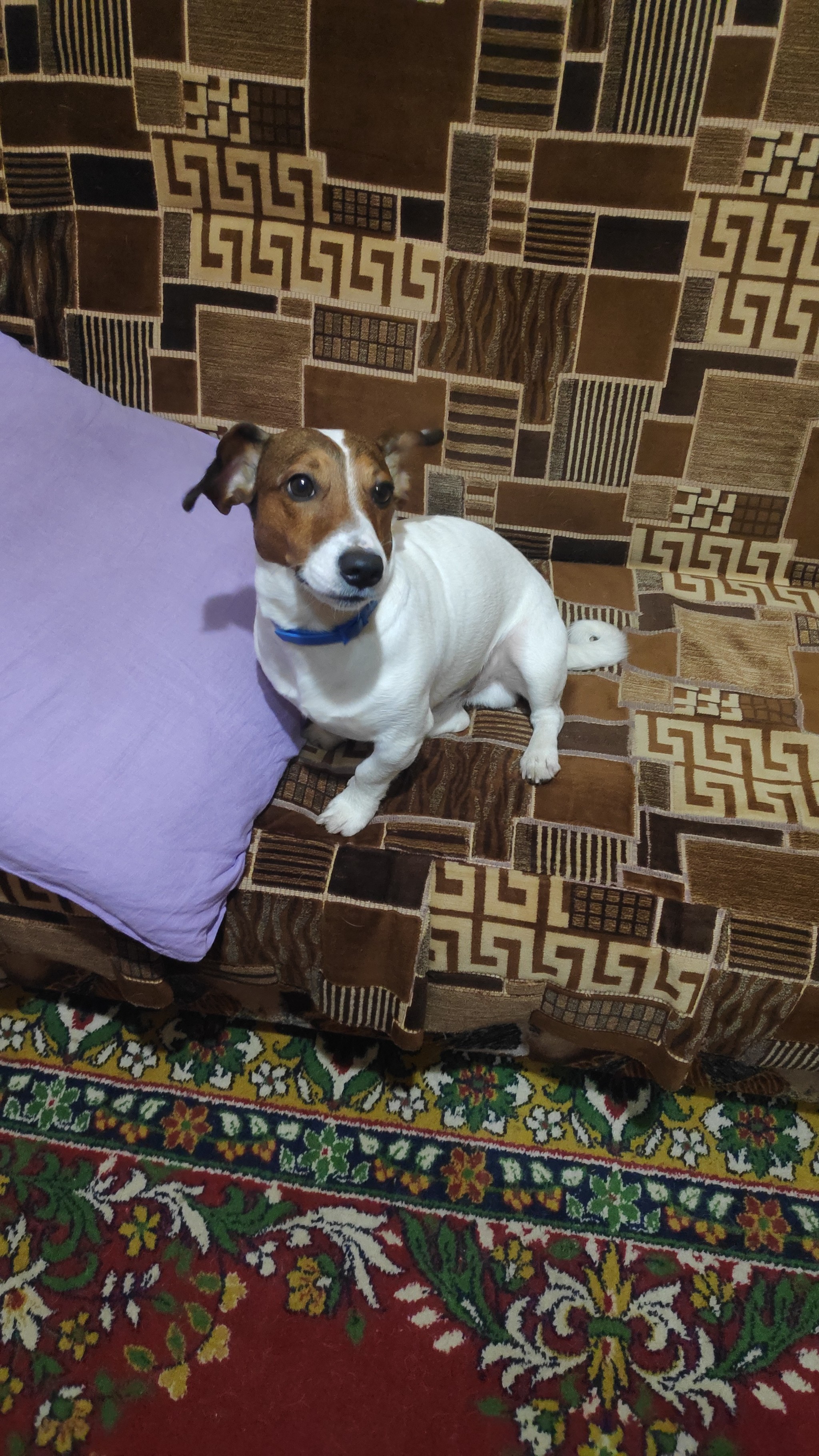 Something is wrong - My, Jack Russell Terrier, Error, Longpost