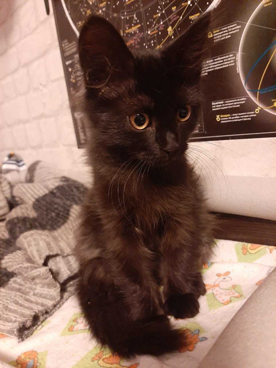 Blackies are looking for a home. - Moscow, cat, Catomafia, Kittens, No rating, Help, In good hands, Good league, Longpost, Helping animals