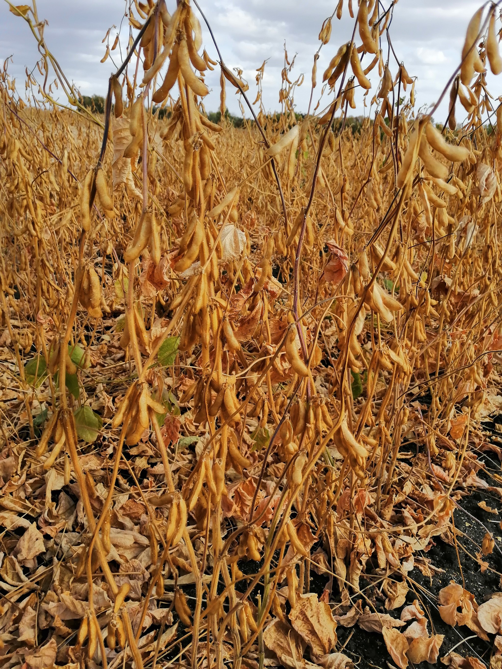 How to harvest soybeans - My, Soy, Seeds, Seed production, Agricultural League, Progressive crop production, Video, Longpost, Сельское хозяйство