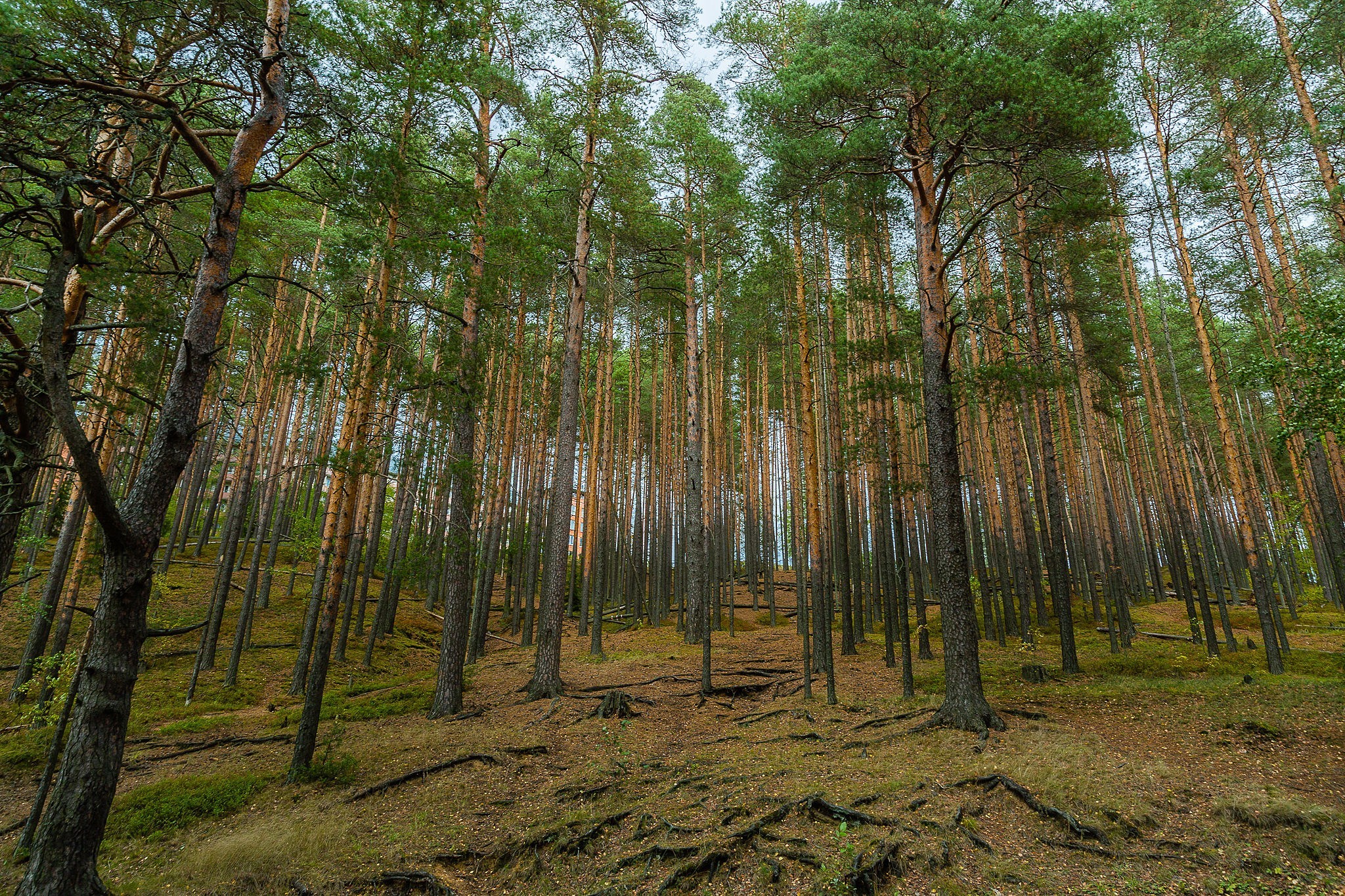 Business trip near St. Petersburg - My, Landscape, Leisure, Leningrad region, Lake, Forest, Longpost